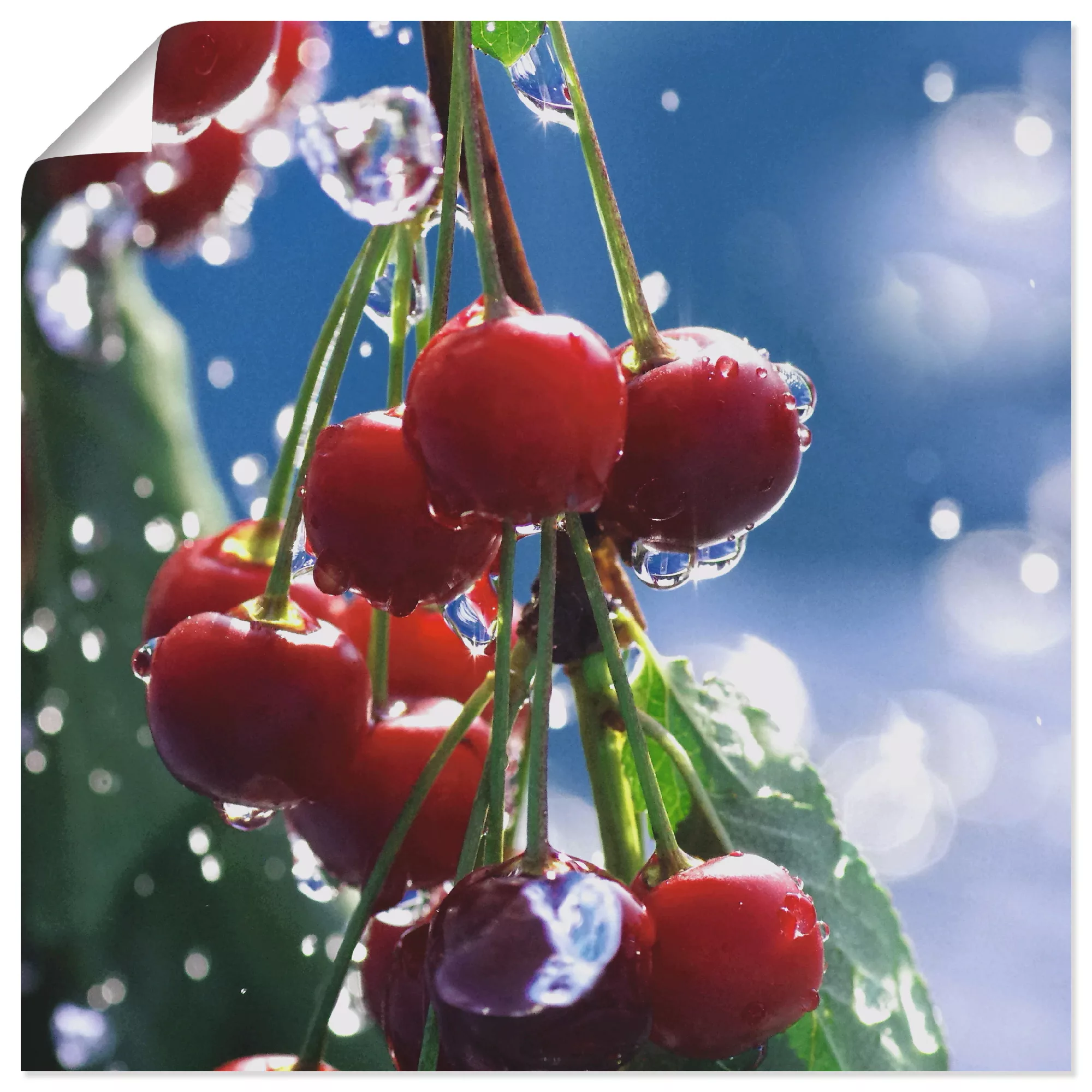 Artland Poster »Rote Kirschen im Sommerregen«, Lebensmittel, (1 St.), als A günstig online kaufen