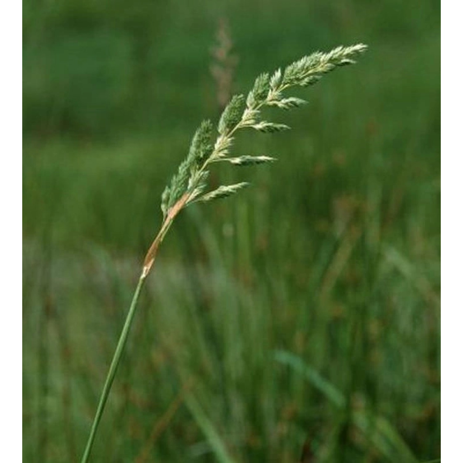 Rohrglanzgras - großer Topf - Phalaris arundinacea günstig online kaufen