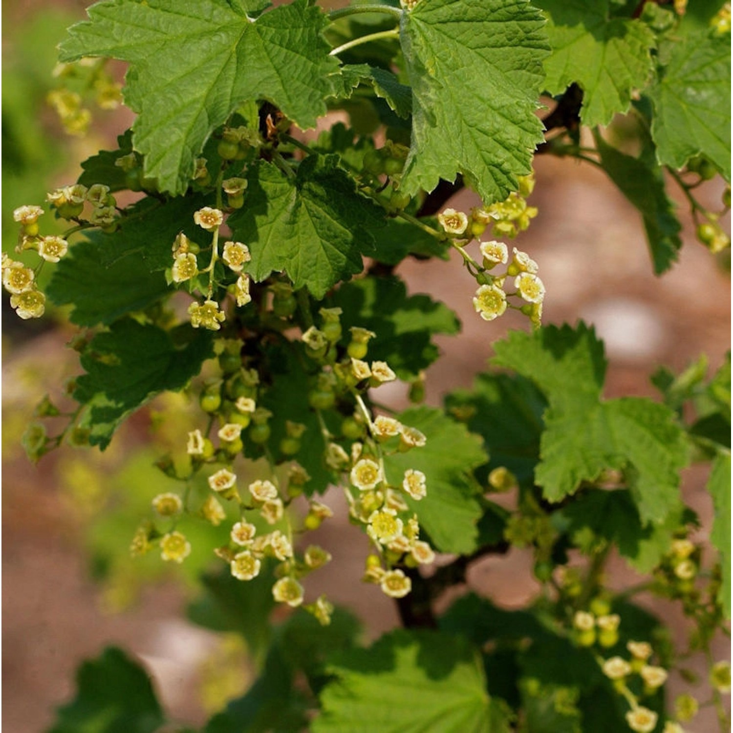 Weiße Johannisbeere Werdavia 30-40cm - Ribes rubrum günstig online kaufen