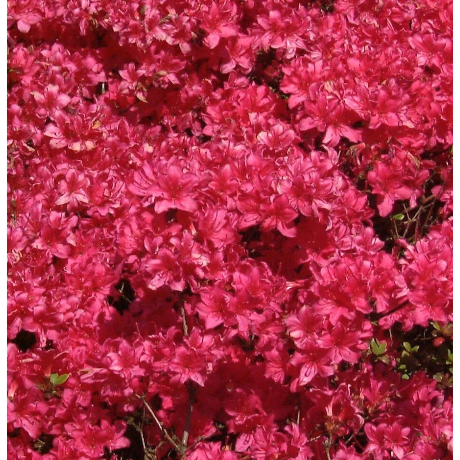 Japanische Azalee Majas Rubin 20-25cm - Rhododendron obtusum - Zwerg Alpenr günstig online kaufen