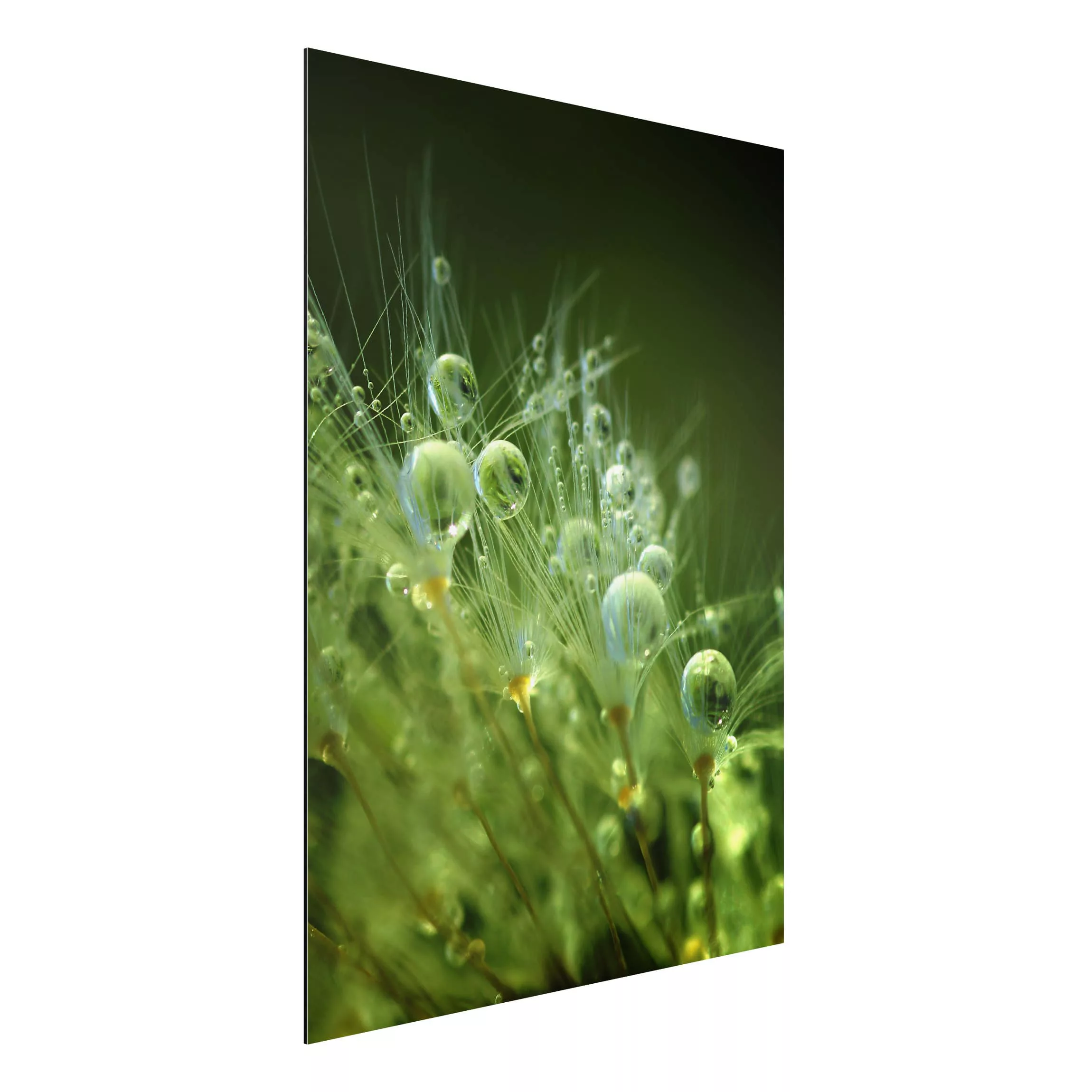 Alu-Dibond Bild Blumen - Hochformat 3:4 Grüne Samen im Regen günstig online kaufen