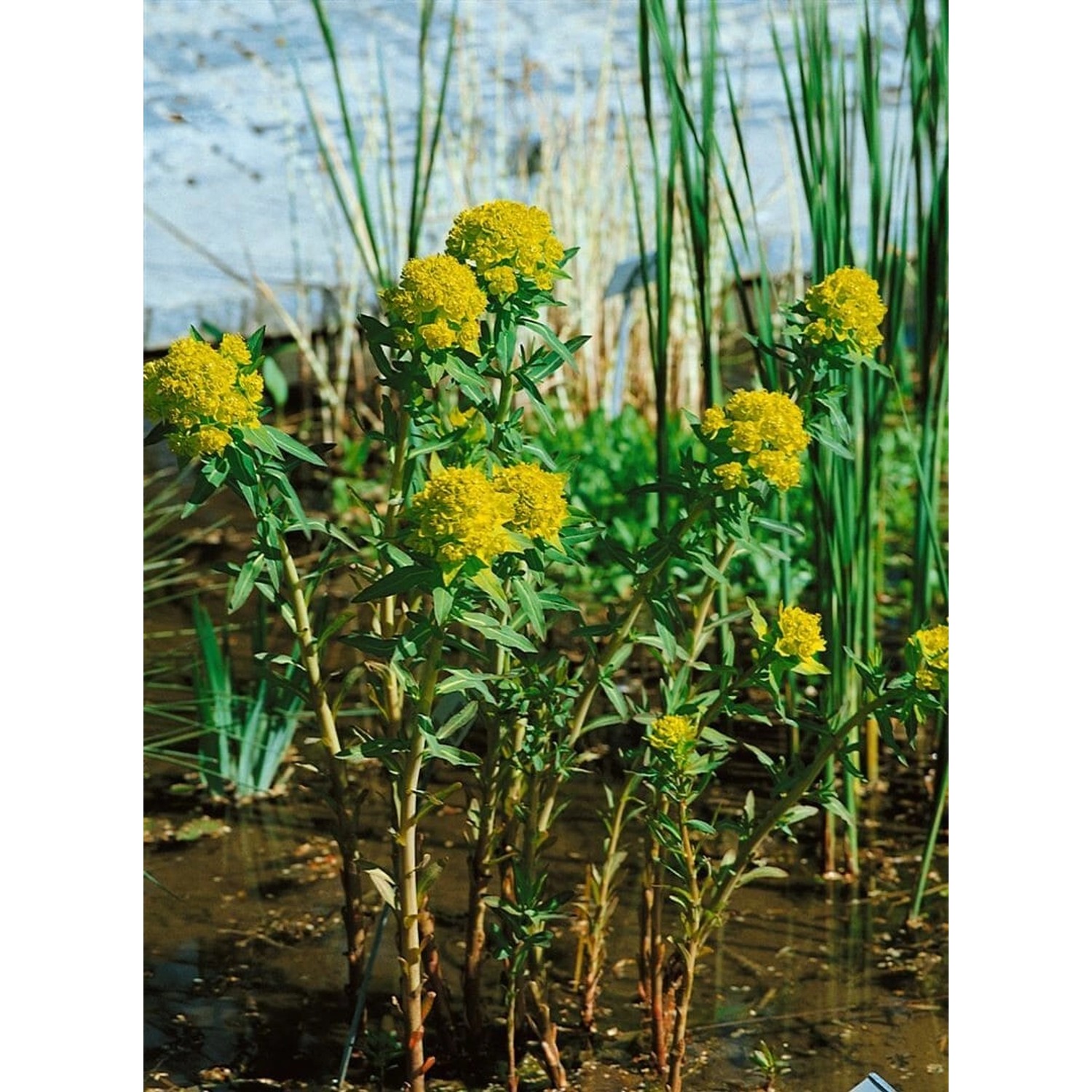 Euphorbia Palustris Teichlaterne Sumpf Wolfsmilch Ca. 9x9 cm Topf günstig online kaufen