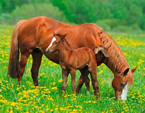 Papermoon Fototapete »Horses«, matt günstig online kaufen