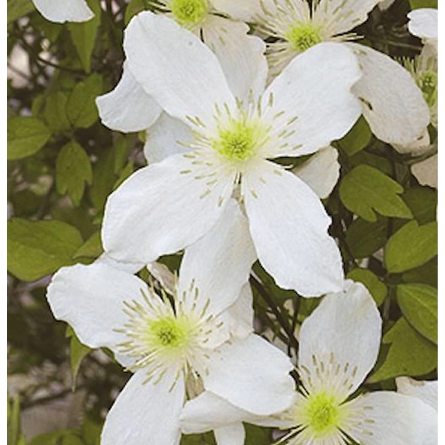 Immergrüne Duft Waldrebe Early Sensation 60-80cm - Clematis günstig online kaufen