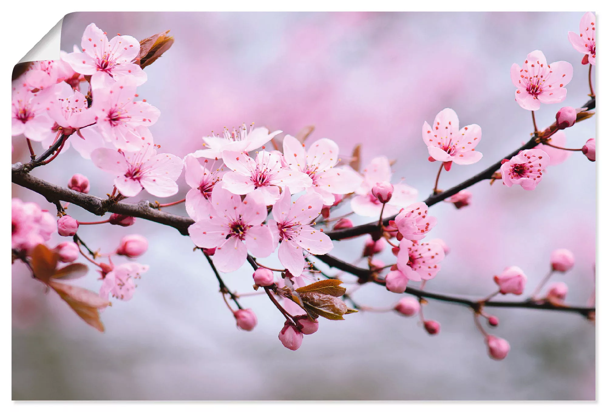 Artland Wandbild »Kirschblüten«, Blumen, (1 St.) günstig online kaufen