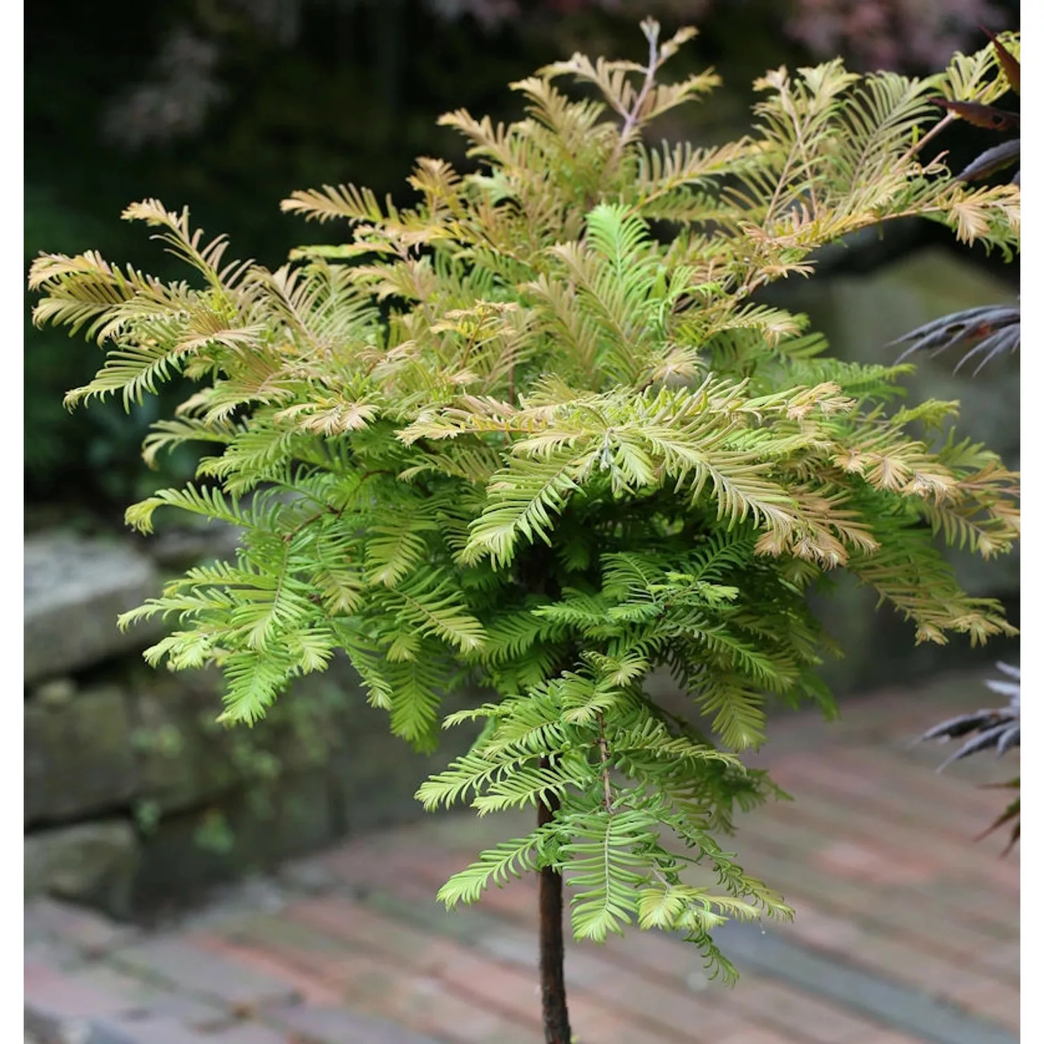 Hochstamm Urweltmammutbaum Miss Grace 80-100cm - Metasequoia glyptostroboid günstig online kaufen