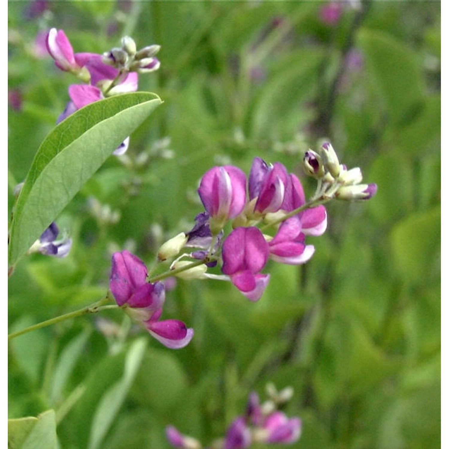 Zweifarbiger Buschklee 30-40cm - Lespedeza bicolor günstig online kaufen