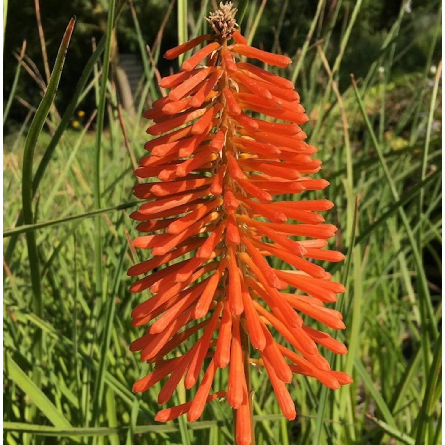 Grasartige Fackellilie - Kniphofia galpinii günstig online kaufen