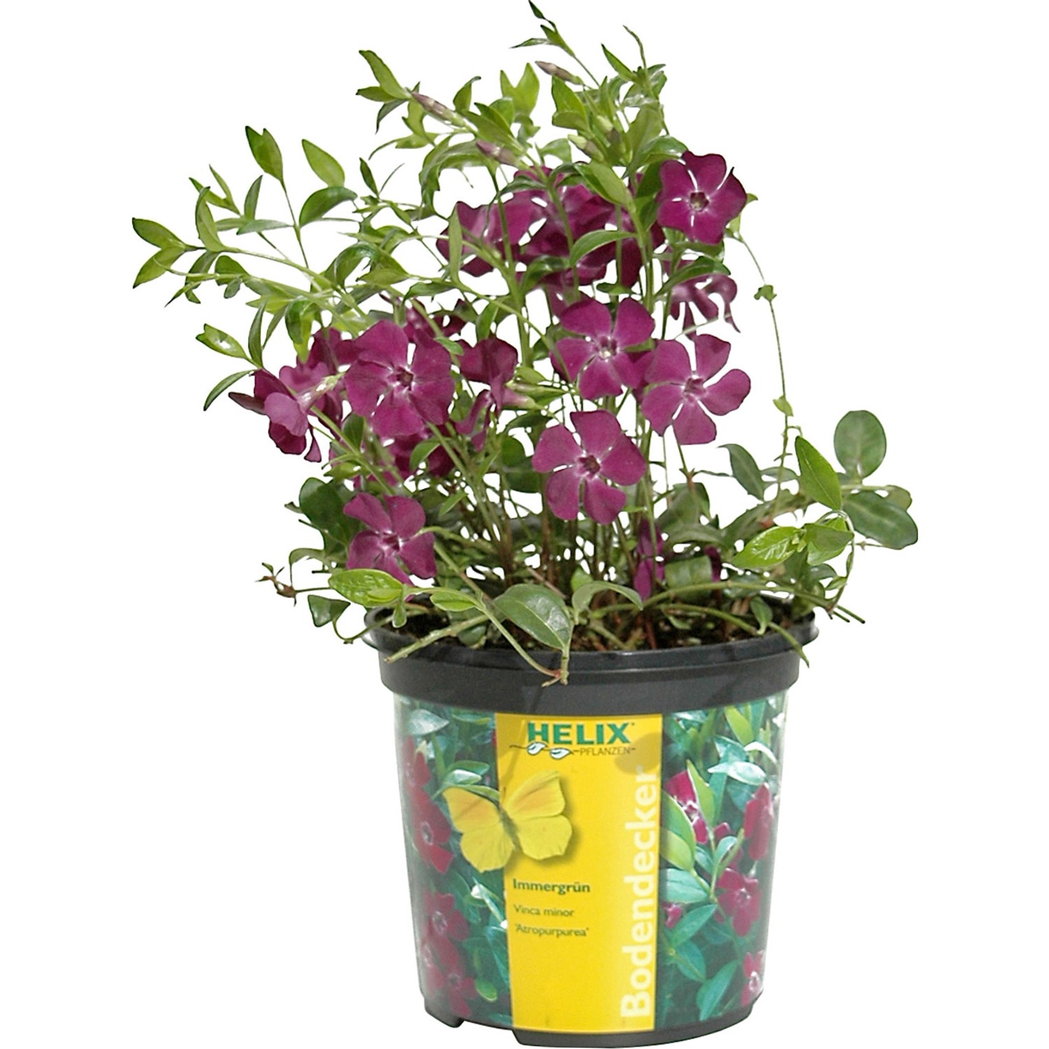 Jungfernkraut Atropurpurea Topf-Ø ca. 13 cm Vinca minor Atropurpurea günstig online kaufen