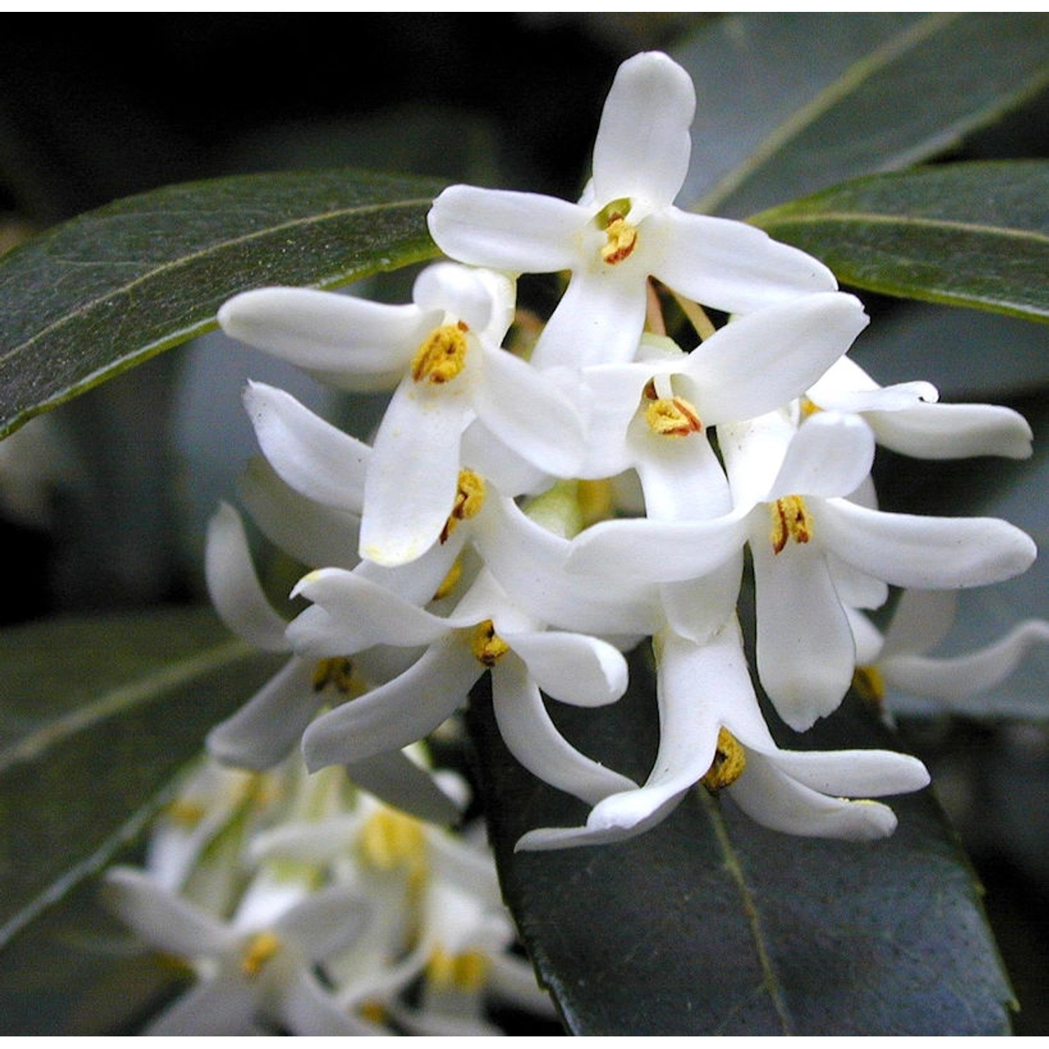 Frühlingsduftblüte 80-100cm - Osmanthus burkwoodii günstig online kaufen