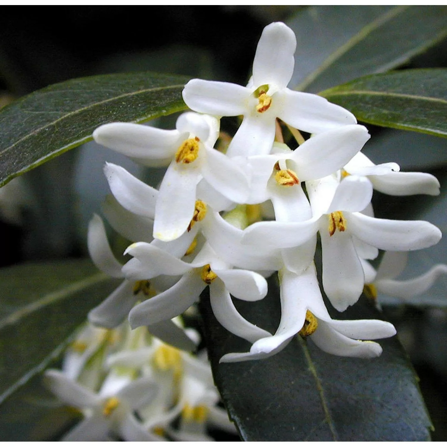 Frühlingsduftblüte 60-80cm - Osmanthus burkwoodii günstig online kaufen