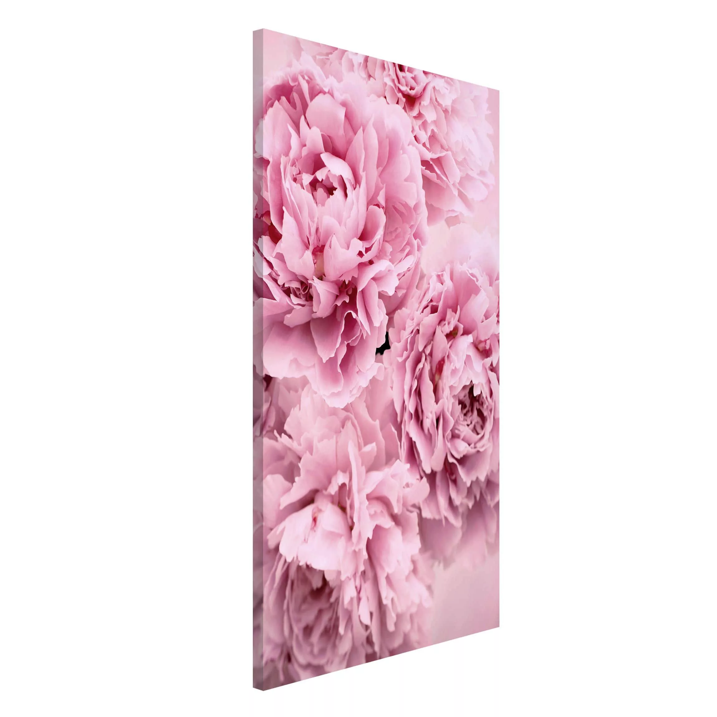 Magnettafel Blumen - Hochformat 3:4 Rosa Pfingstrosen günstig online kaufen