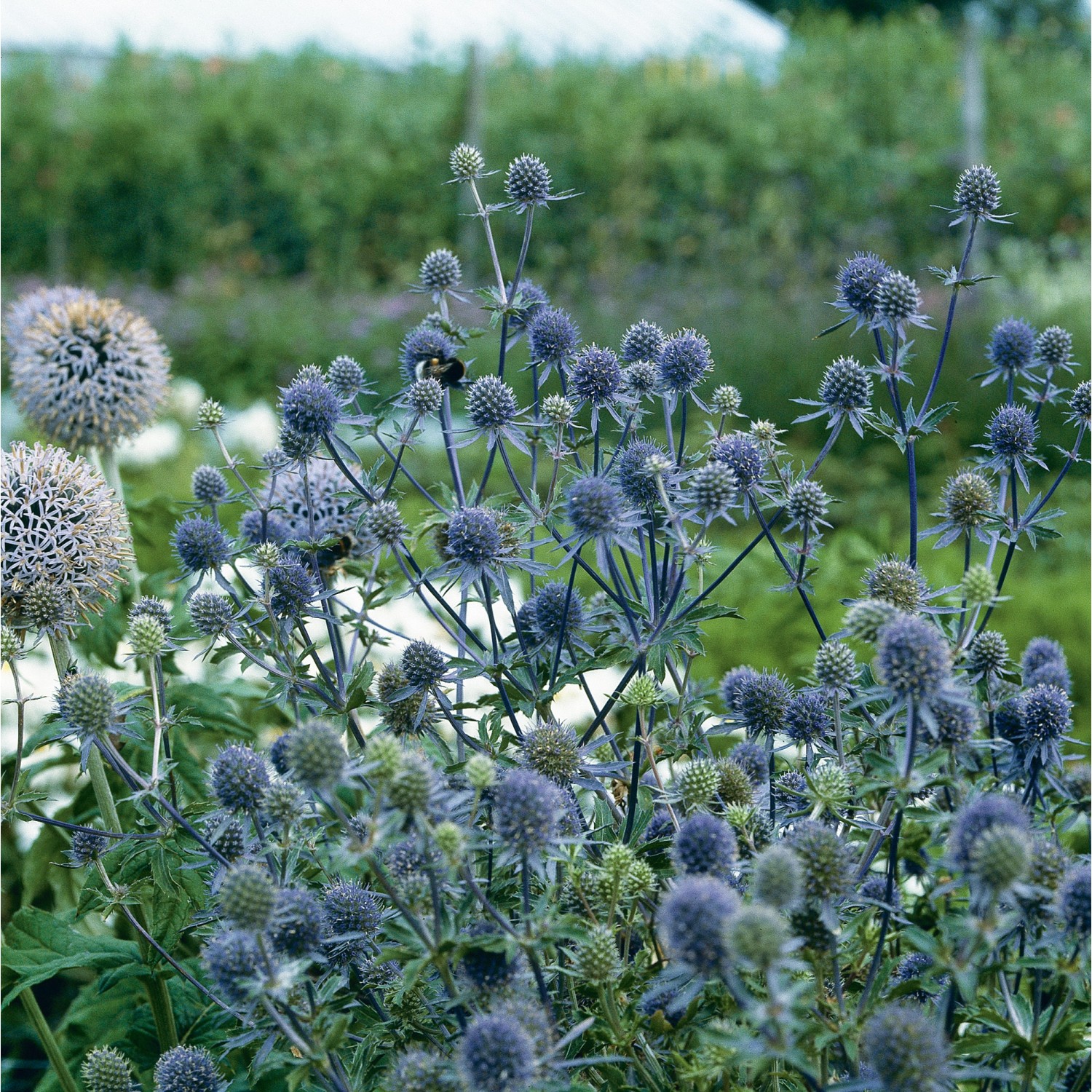 GROW by OBI Flachblatt-Mannstreu Blau Topf-Ø ca. 9 cm x 9 cm Eryngium günstig online kaufen