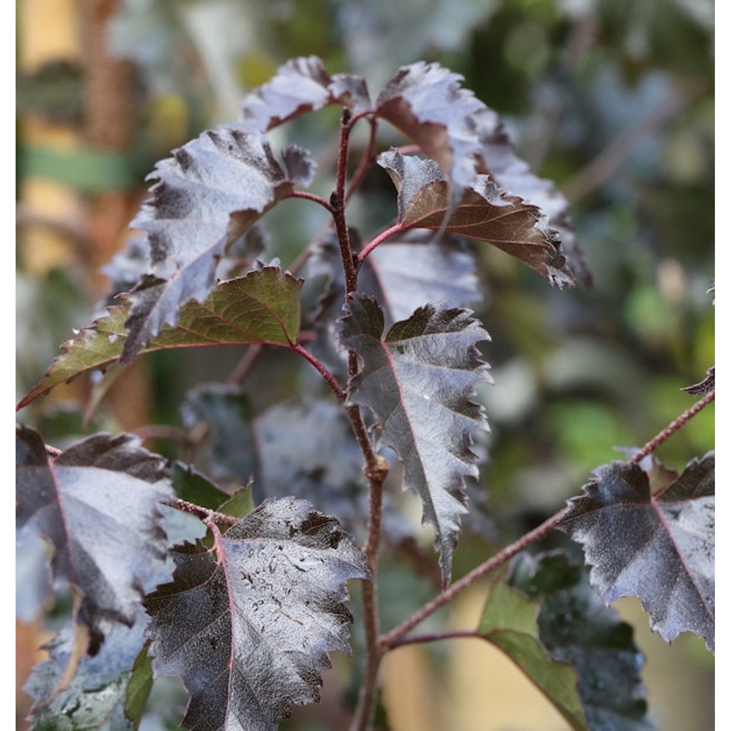 Rotblättrige Hängebirke Royal Frost 100-125cm - Betula pendula günstig online kaufen