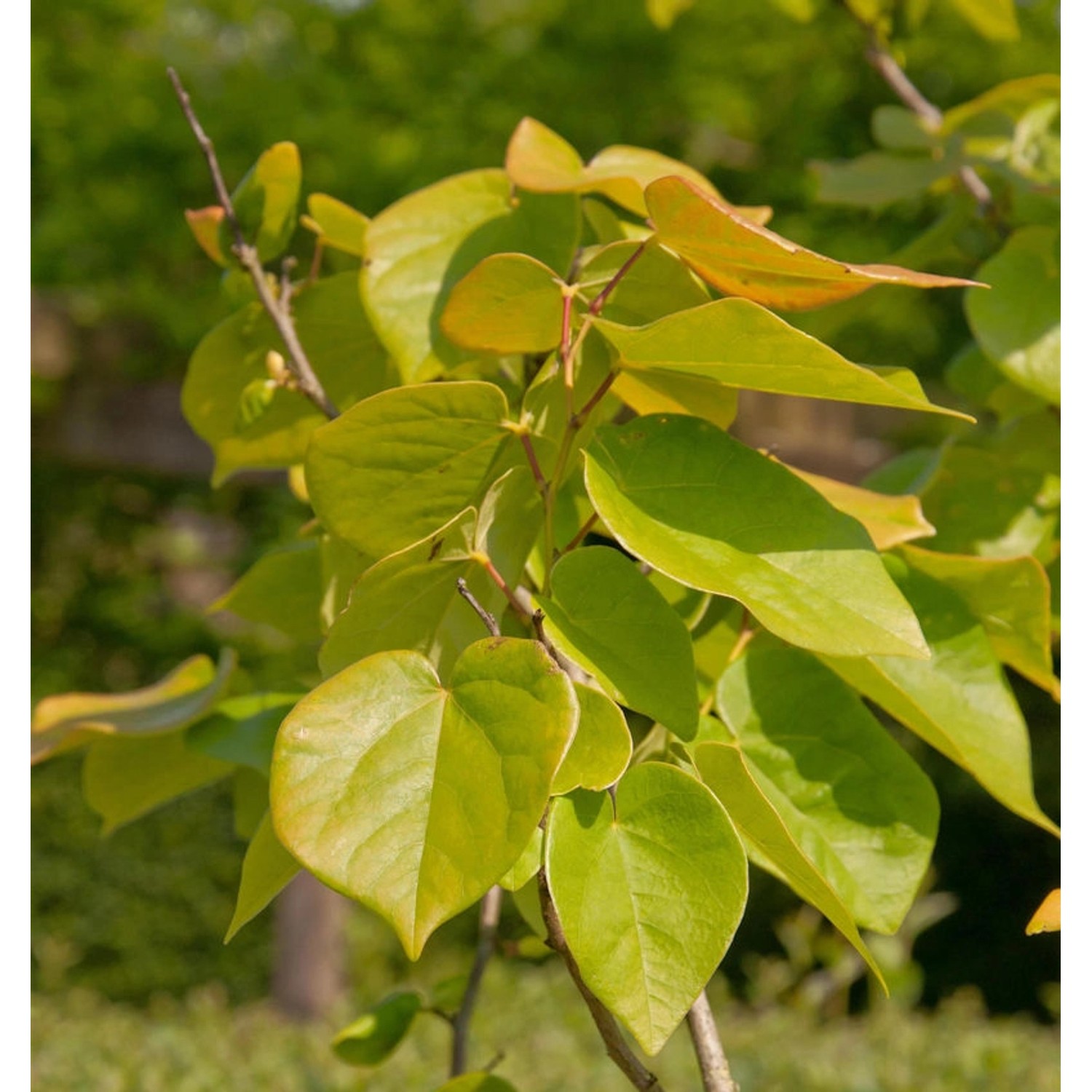 Kanadischer Judasbaum The Rising Sun 125-150cm - Cercis canadensis günstig online kaufen