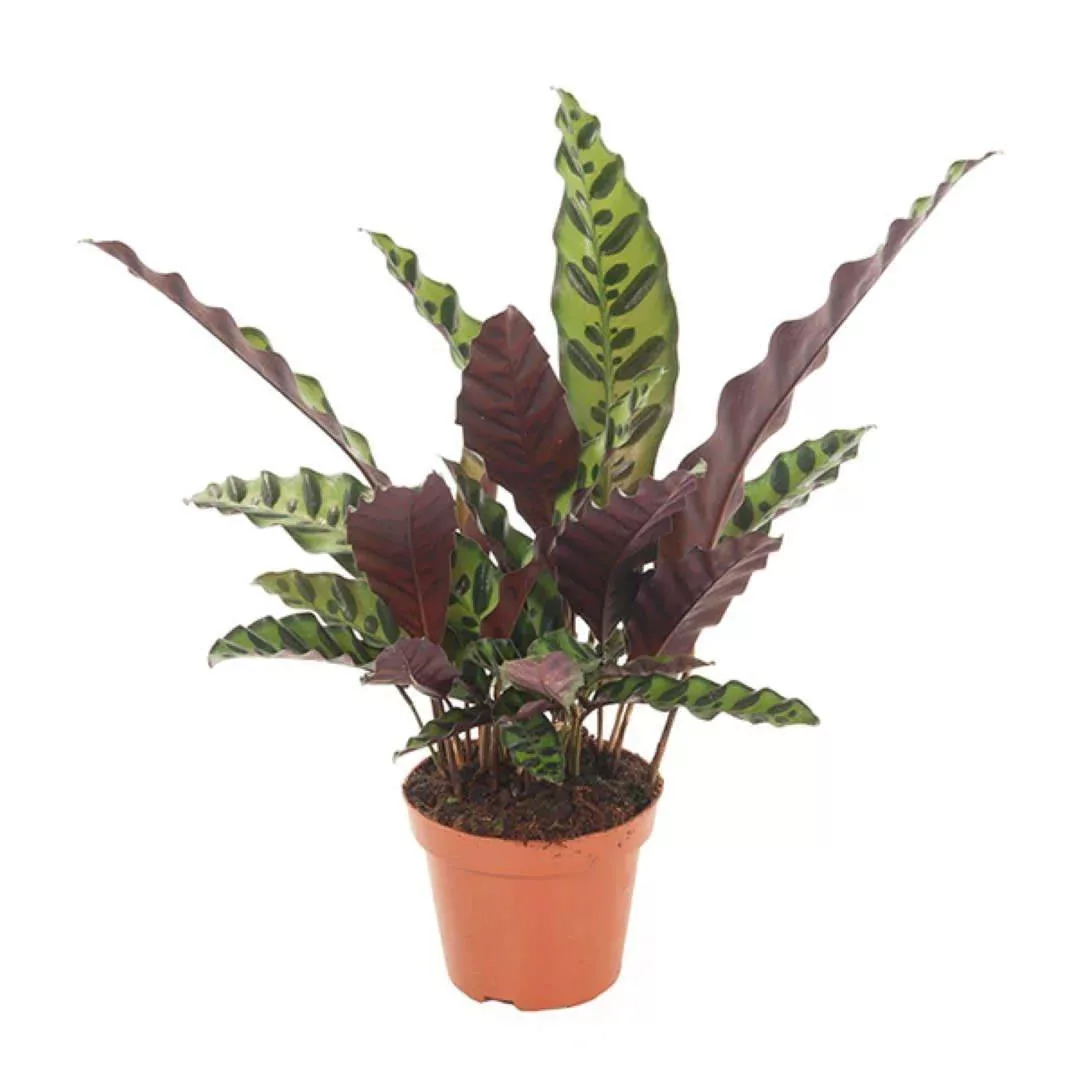 Perfect Plant | Calathea Insignis günstig online kaufen