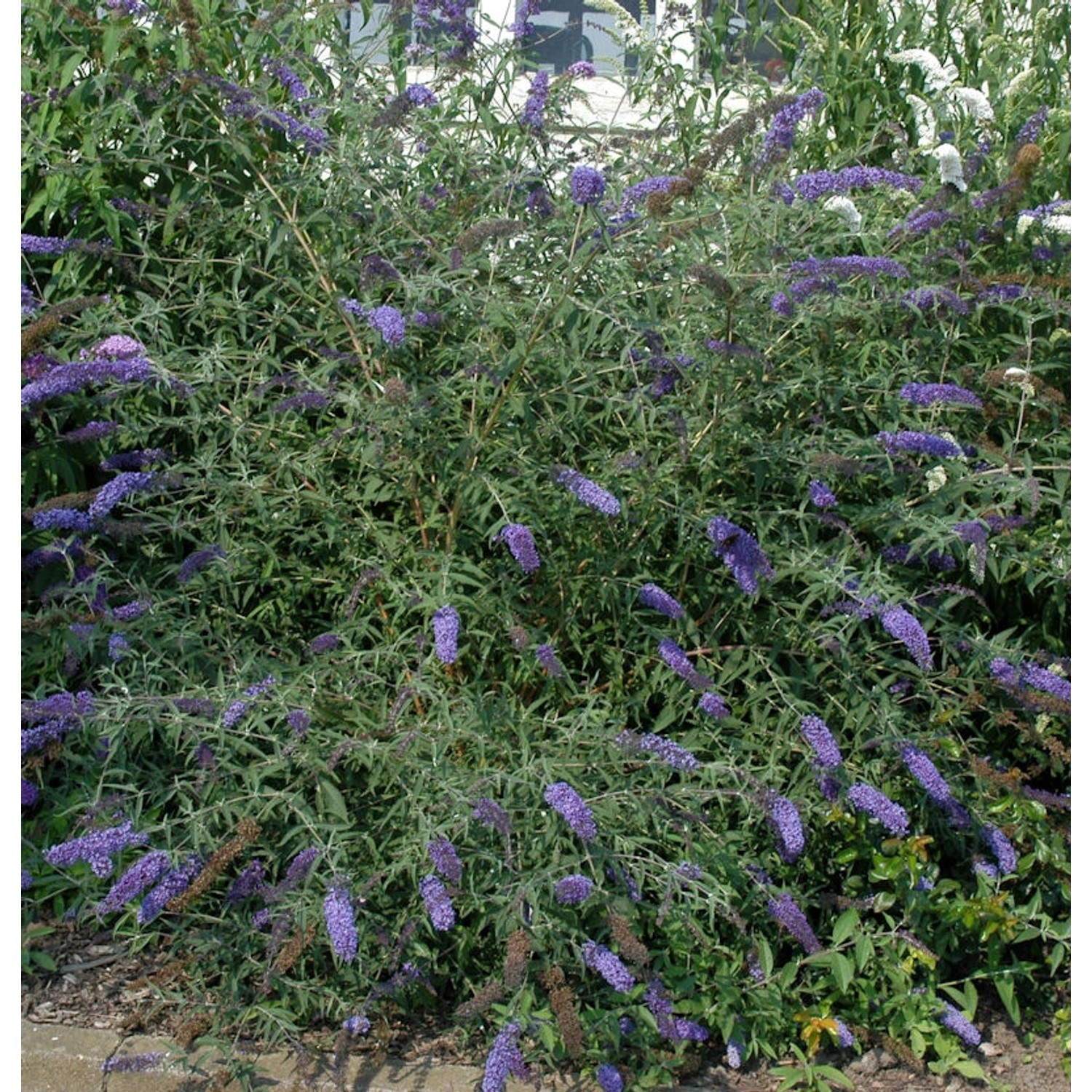 Sommerflieder Lochinch 40-60cm - Buddleja günstig online kaufen