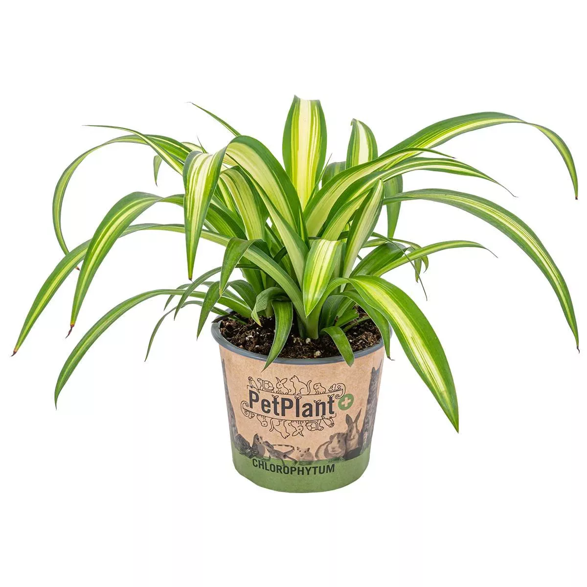 Casa Caron | Chlorophytum hawaiianisch günstig online kaufen