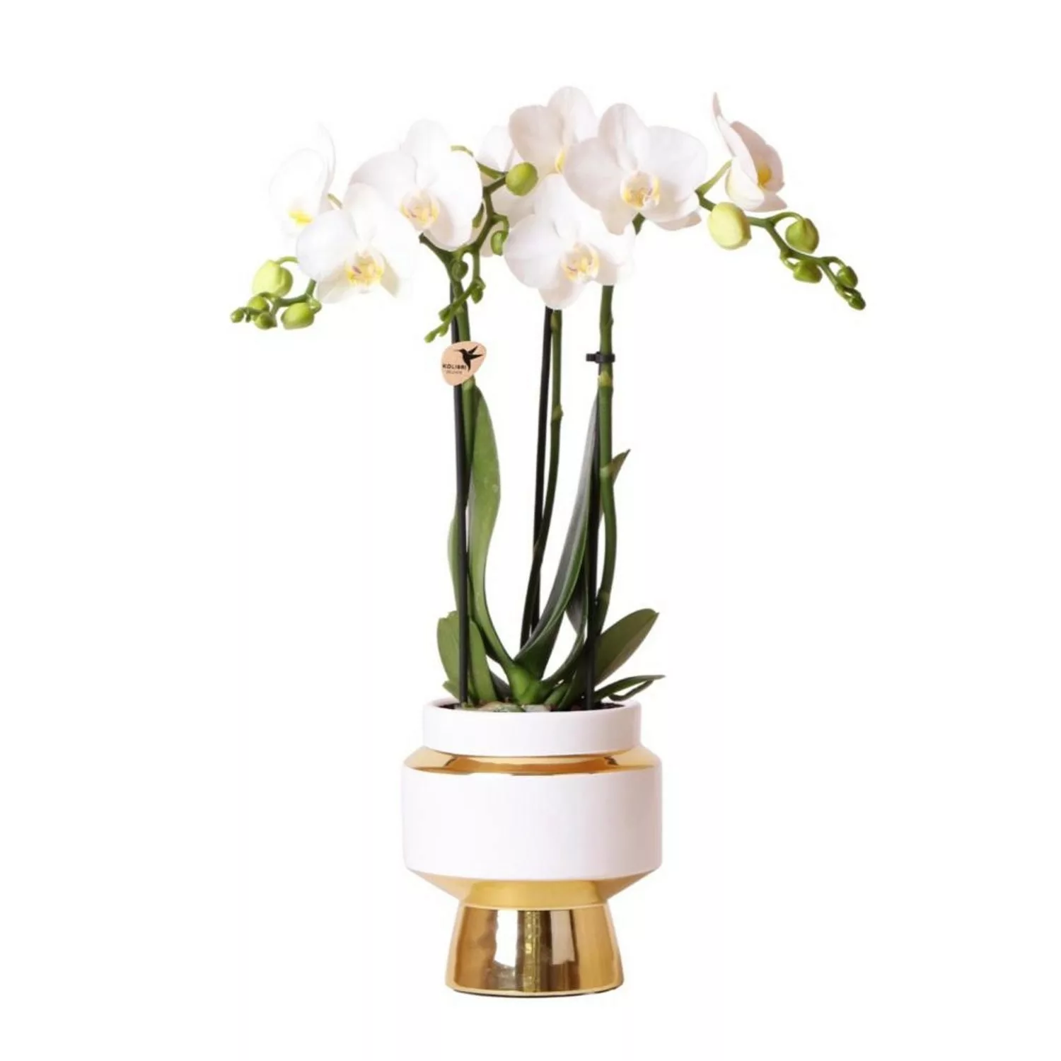 Kolibri Orchids Weiße Phalaenopsis Orchidee Amabilis & Le Chic Dekorativer günstig online kaufen