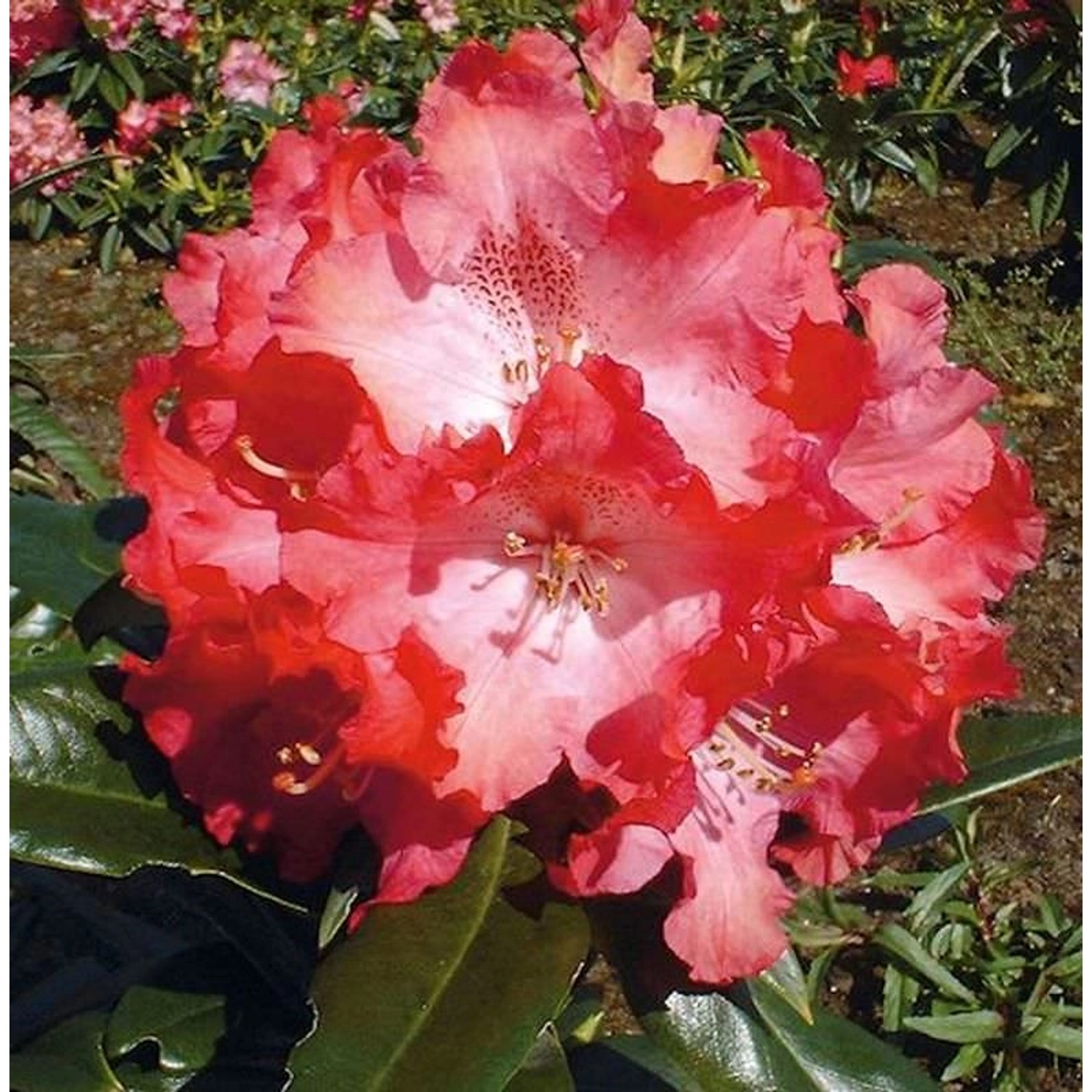 INKARHO - Großblumige Rhododendron Berliner Liebe 25-30cm - Alpenrose günstig online kaufen