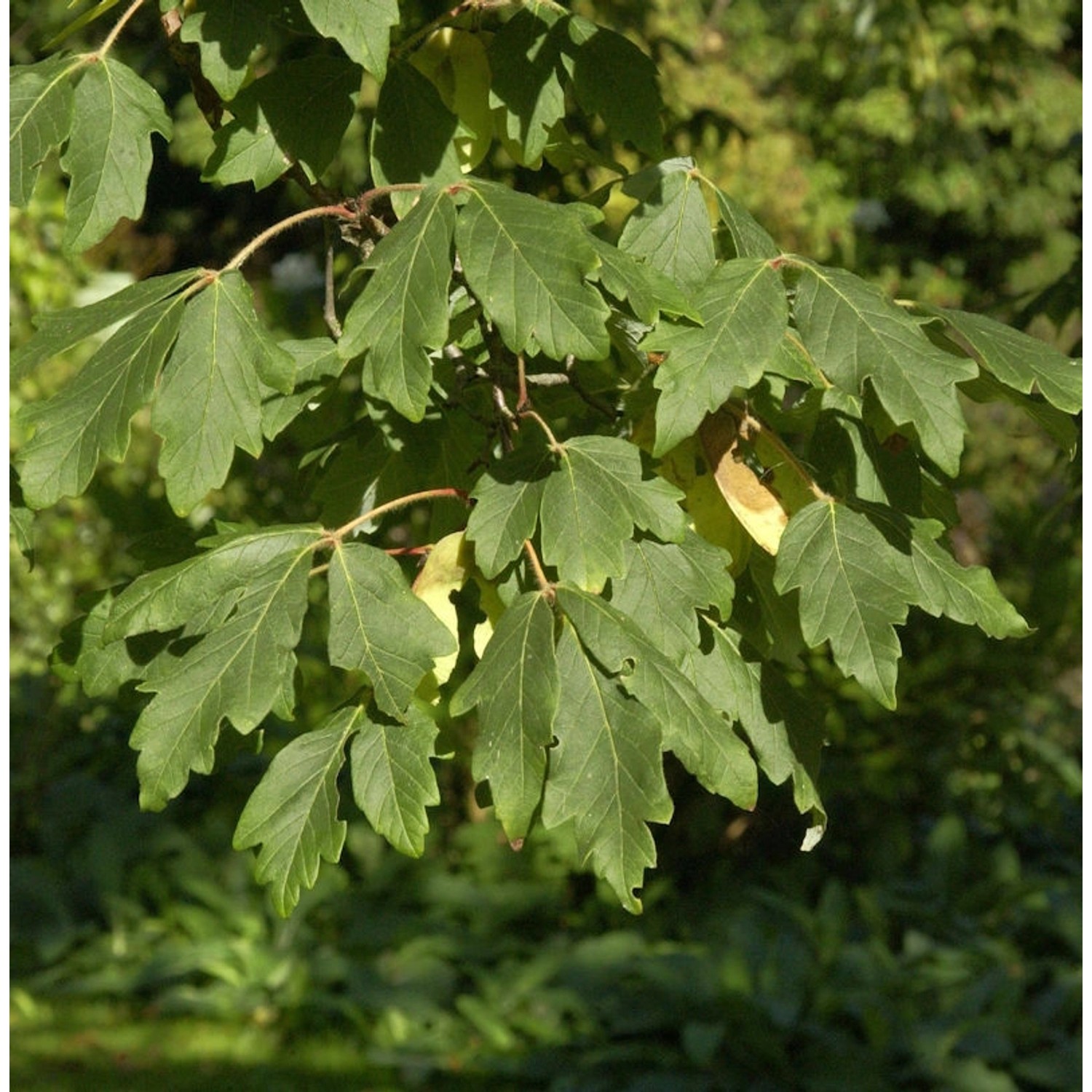 Zimtahorn 100-125cm - Acer griseum günstig online kaufen