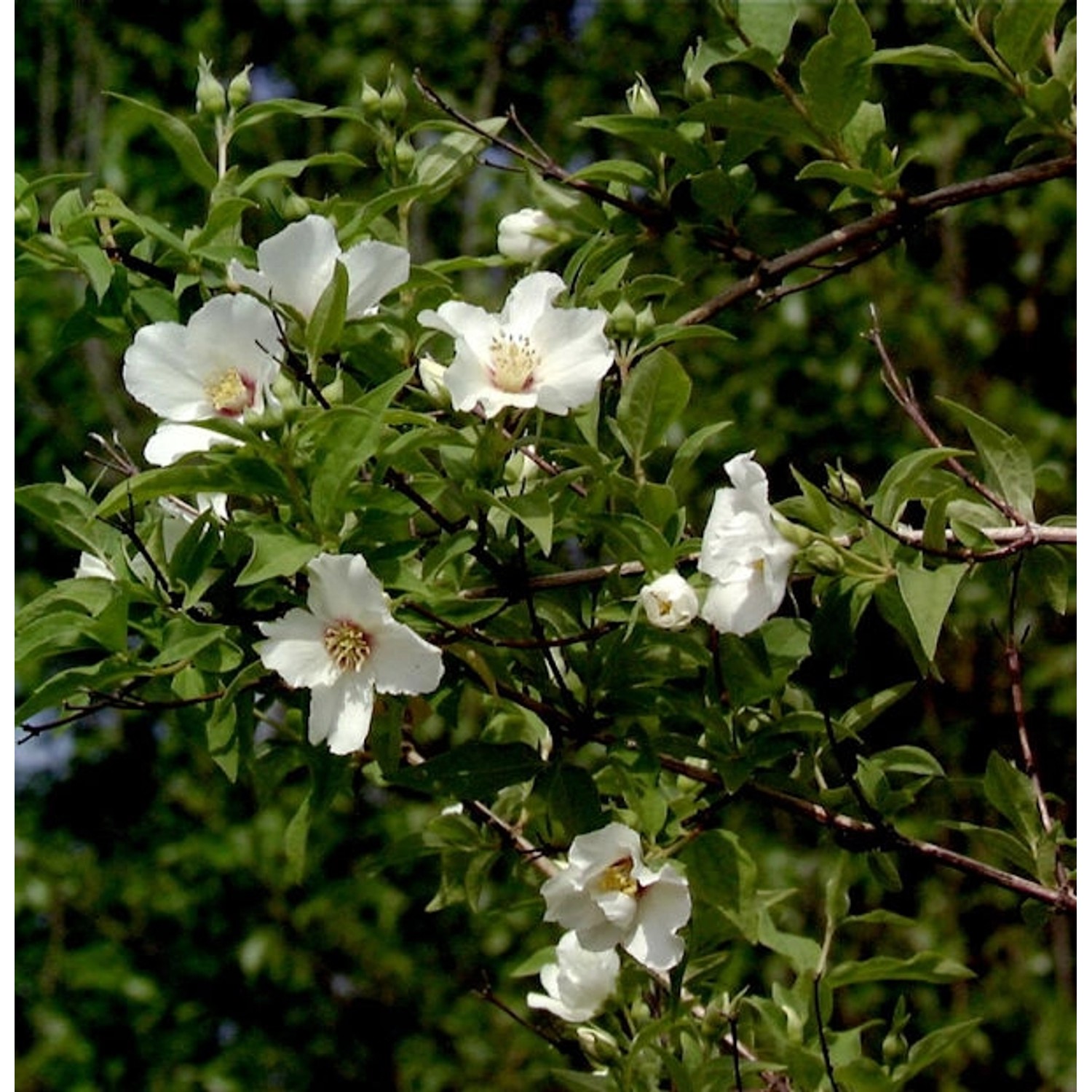 Gartenjasmin Belle Etoile 30-40cm - Philadelphus günstig online kaufen