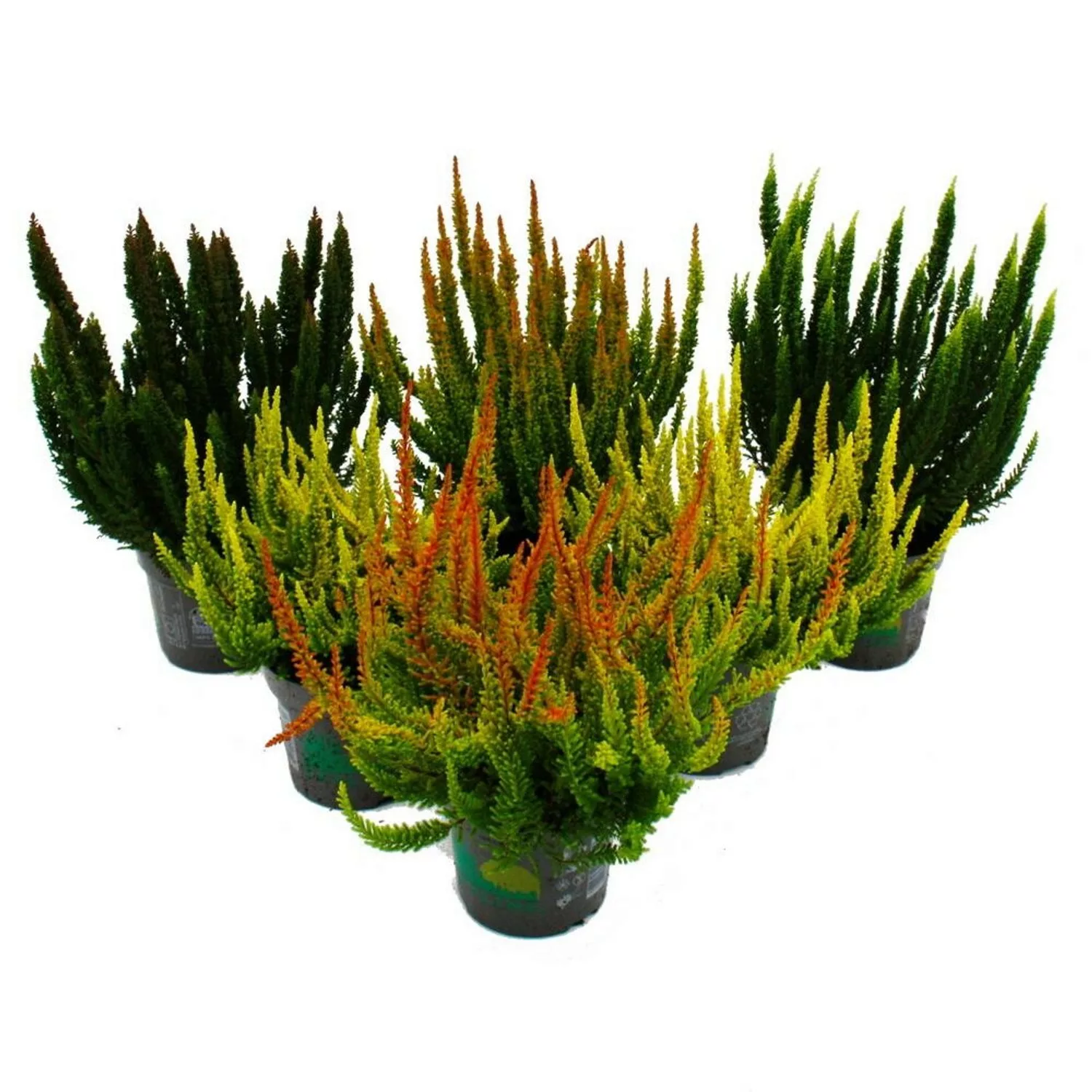 Exotenherz Calluna Green Nature Grüne Besenheide Heidekraut Winterhart 11cm günstig online kaufen