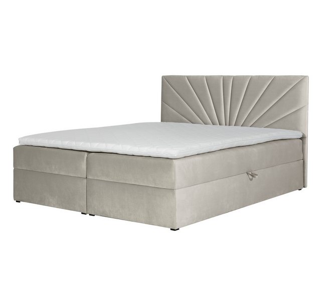 Furnix Boxspringbett TREZO 4 120/140/160/180/200x200 cm mit tiefen Bettkast günstig online kaufen