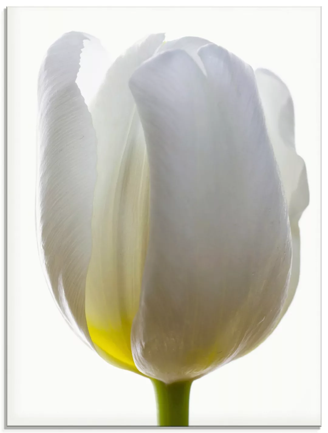 Artland Glasbild »Weiße Tulpe«, Blumen, (1 St.) günstig online kaufen