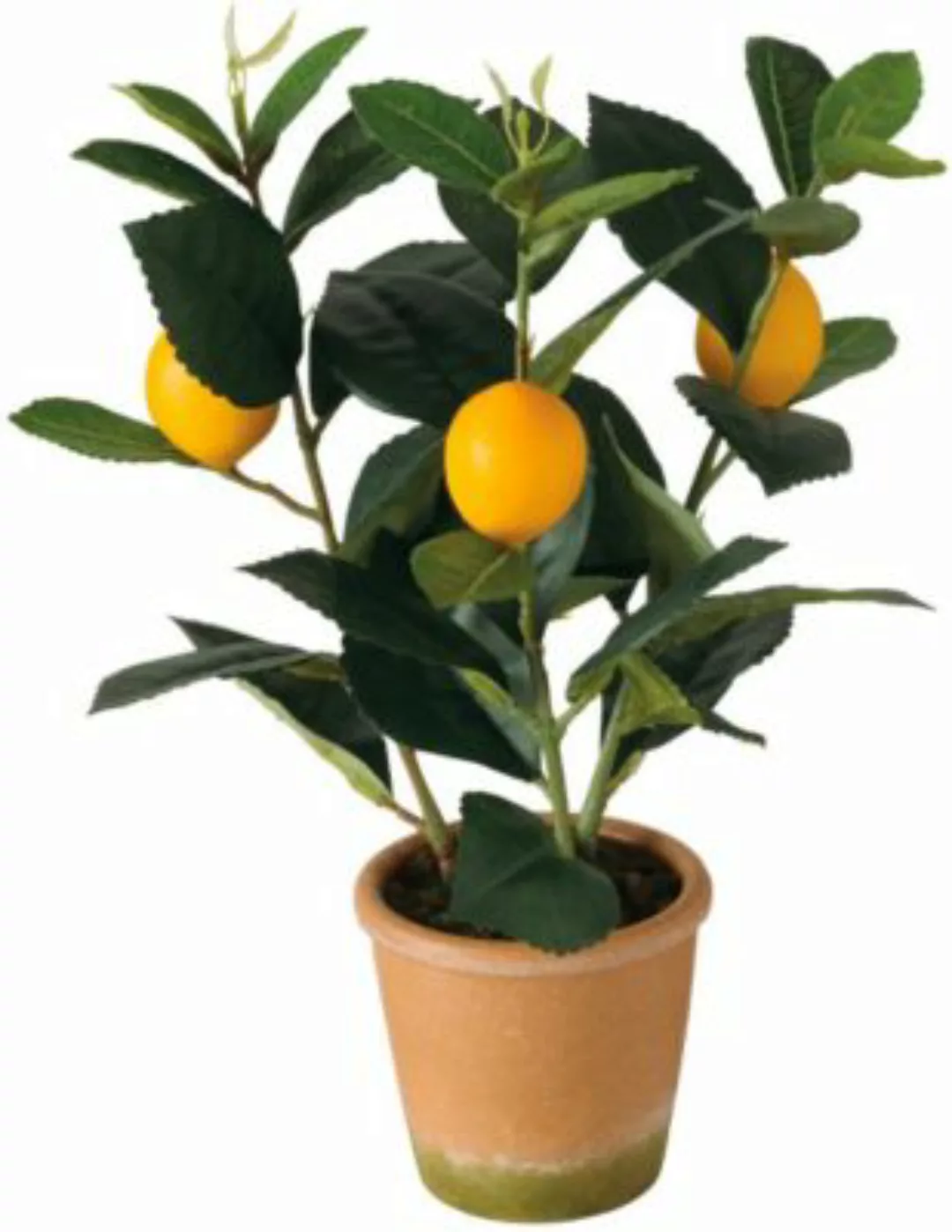BOLTZE Kunstpflanze Zitronenbaum, Höhe 32cm mehrfarbig günstig online kaufen