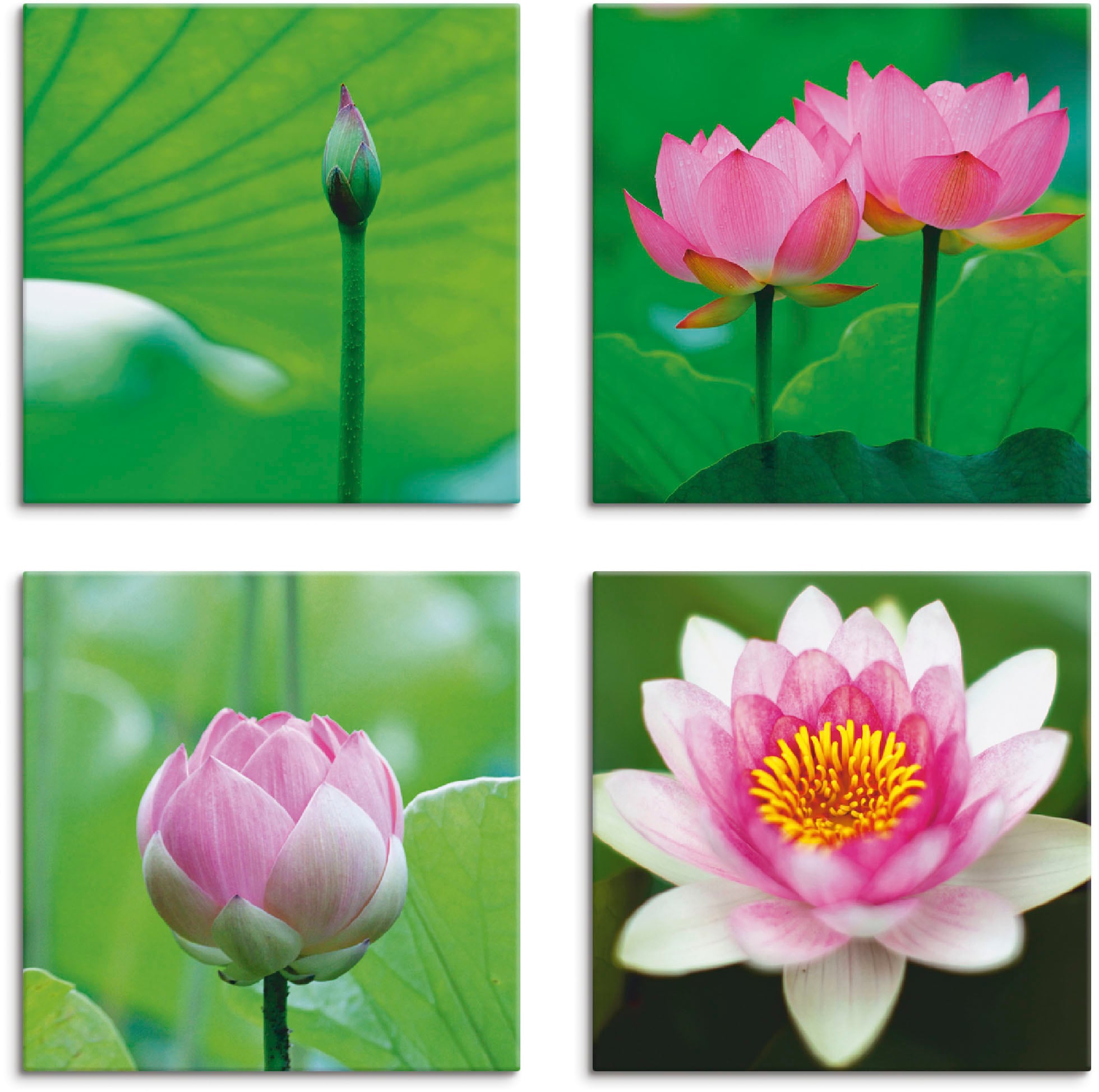 Artland Leinwandbild »Lotusblumen Motive«, Blumen, (4 St.), 4er Set, versch günstig online kaufen