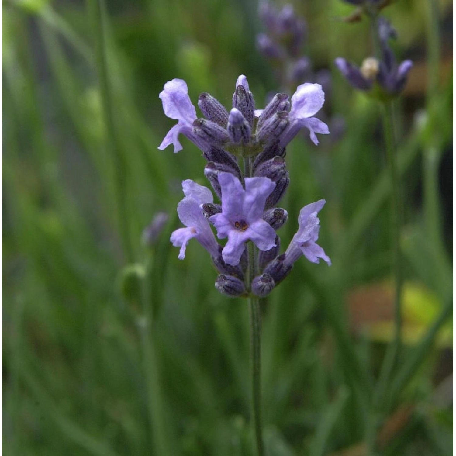 Echter Lavendel Ellagance Purple - Lavandula angustifolia günstig online kaufen