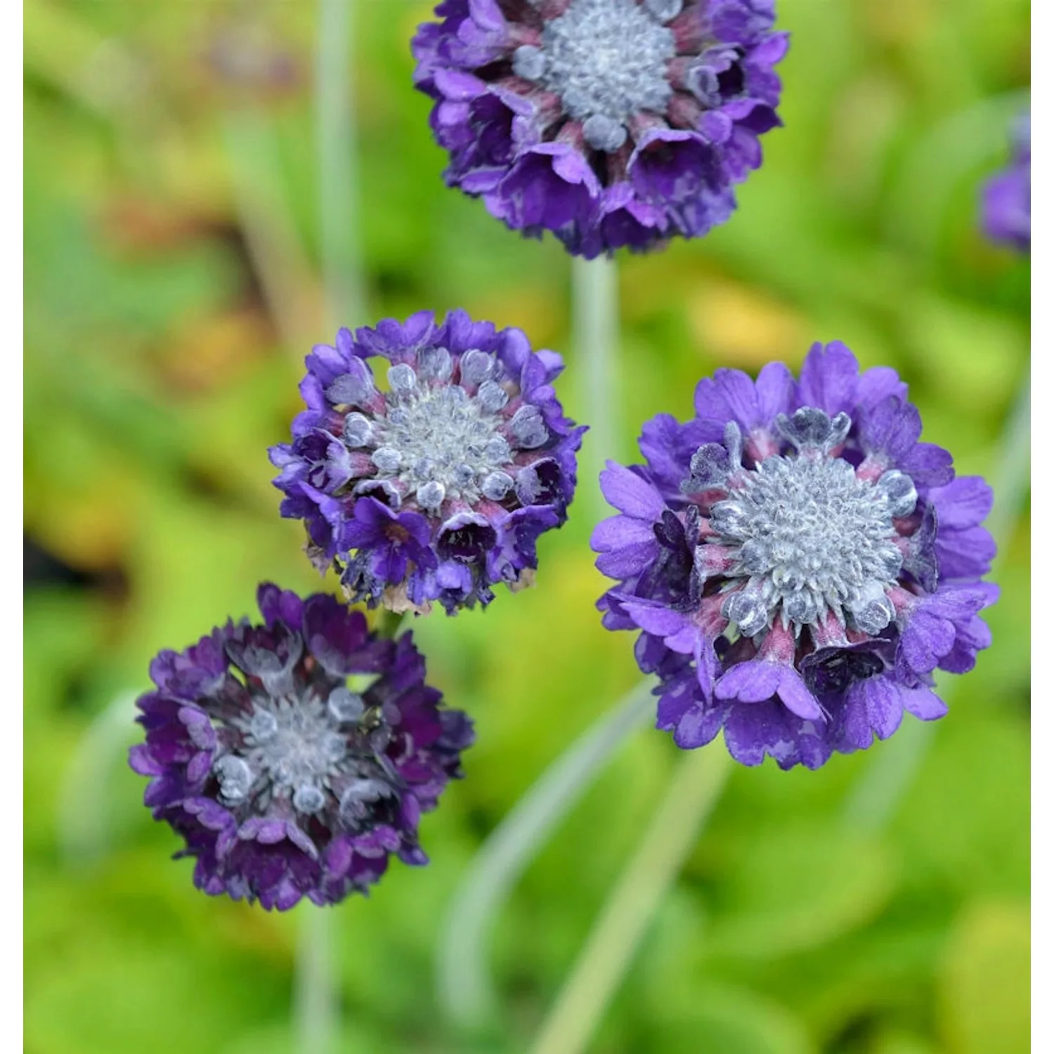 Kugelprimel Blaue Auslese - Primula denticulata günstig online kaufen