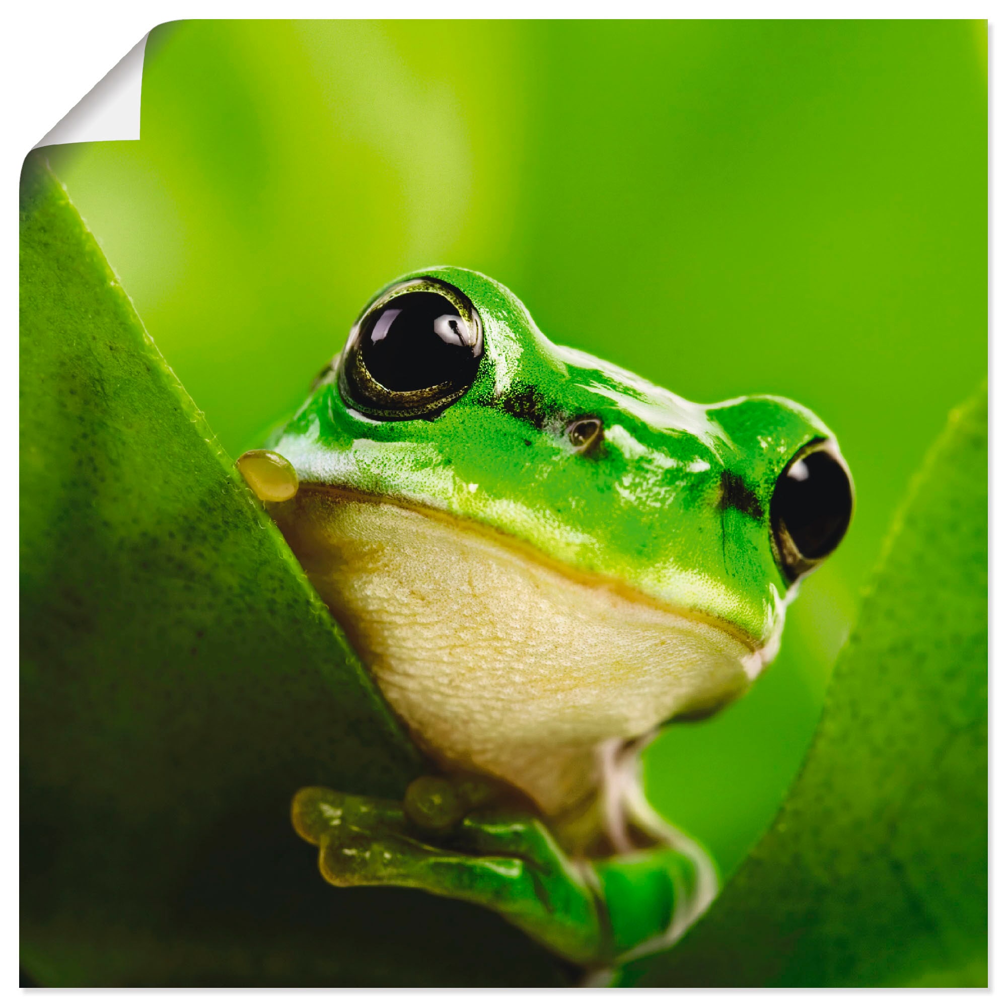 Artland Wandbild "Ausspähender Frosch", Wassertiere, (1 St.), als Leinwandb günstig online kaufen