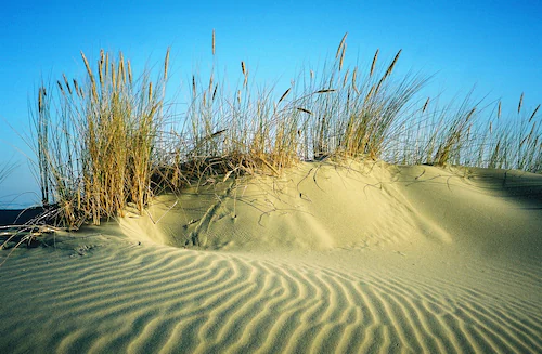 Papermoon Fototapete »DÜNEN-STRAND MEER SEE OZEAN SAND GRAS NORDSEE OSTSEE« günstig online kaufen