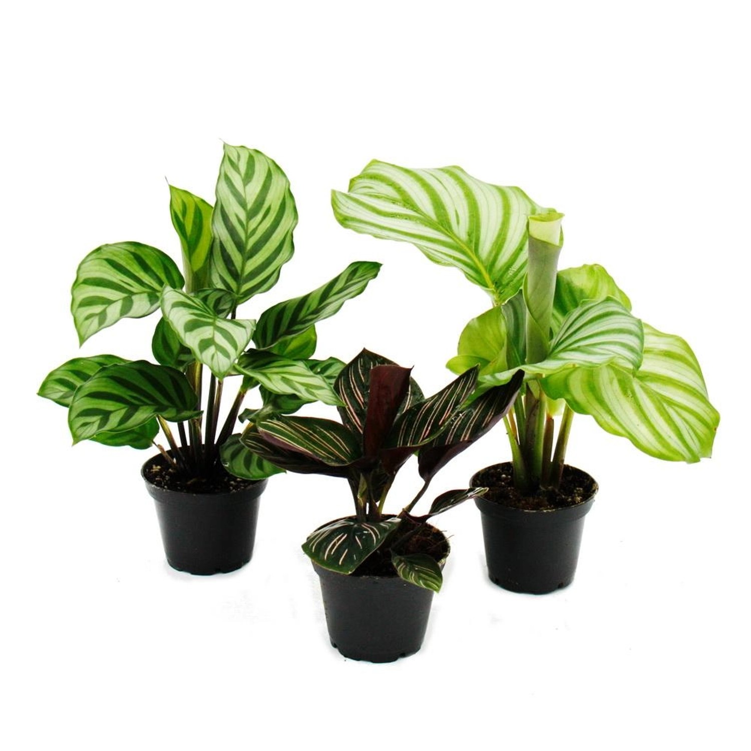 Exotenherz Schattenpflanzen 3er Set mit Ausgefallenem Blattmuster Calathea günstig online kaufen