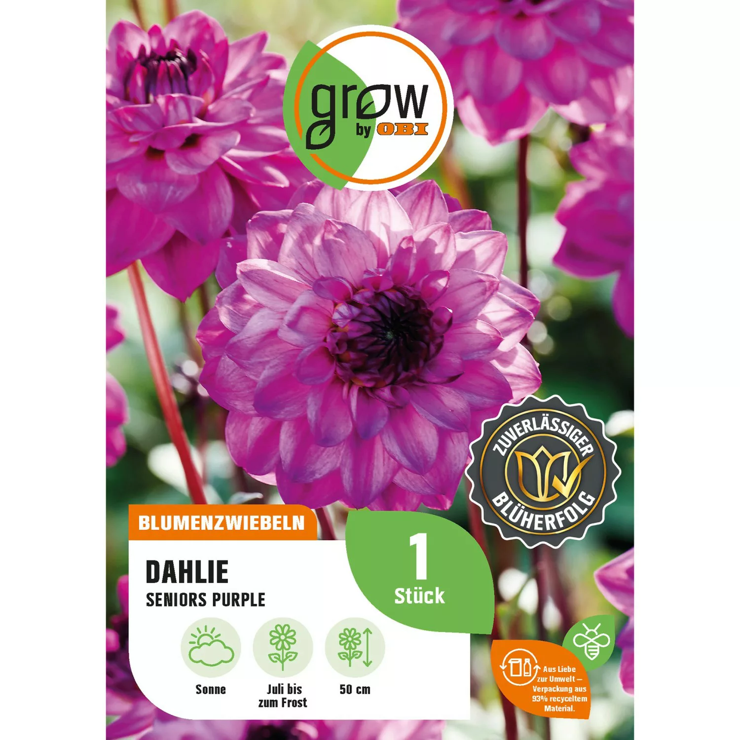 GROW by OBI Dahlie Seniors Purple Höhe ca. 50 cm günstig online kaufen