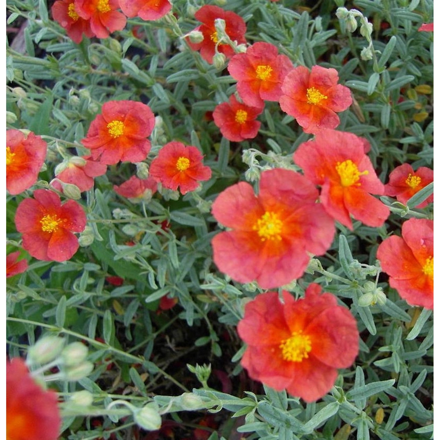 Sonnenröschen Hartswood Ruby - Helianthemum cultorum günstig online kaufen