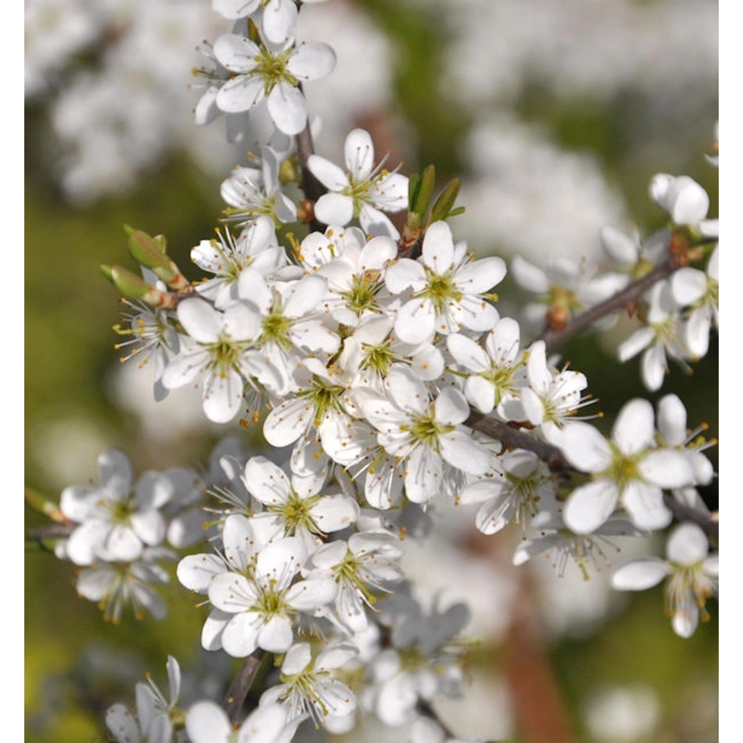 Schwarzdorn 40-60cm - Prunus spinosa günstig online kaufen