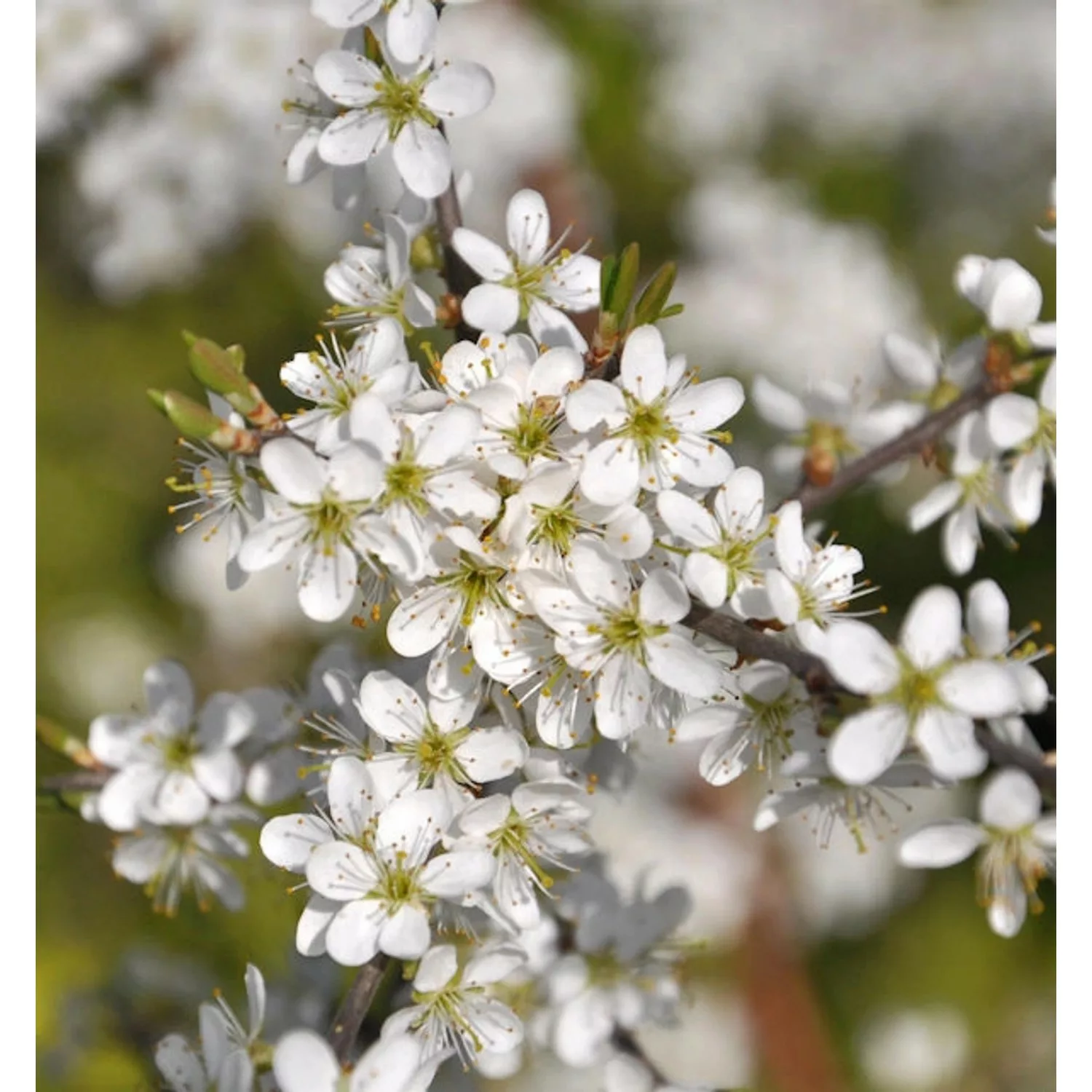 Schwarzdorn 100-125cm - Prunus spinosa günstig online kaufen