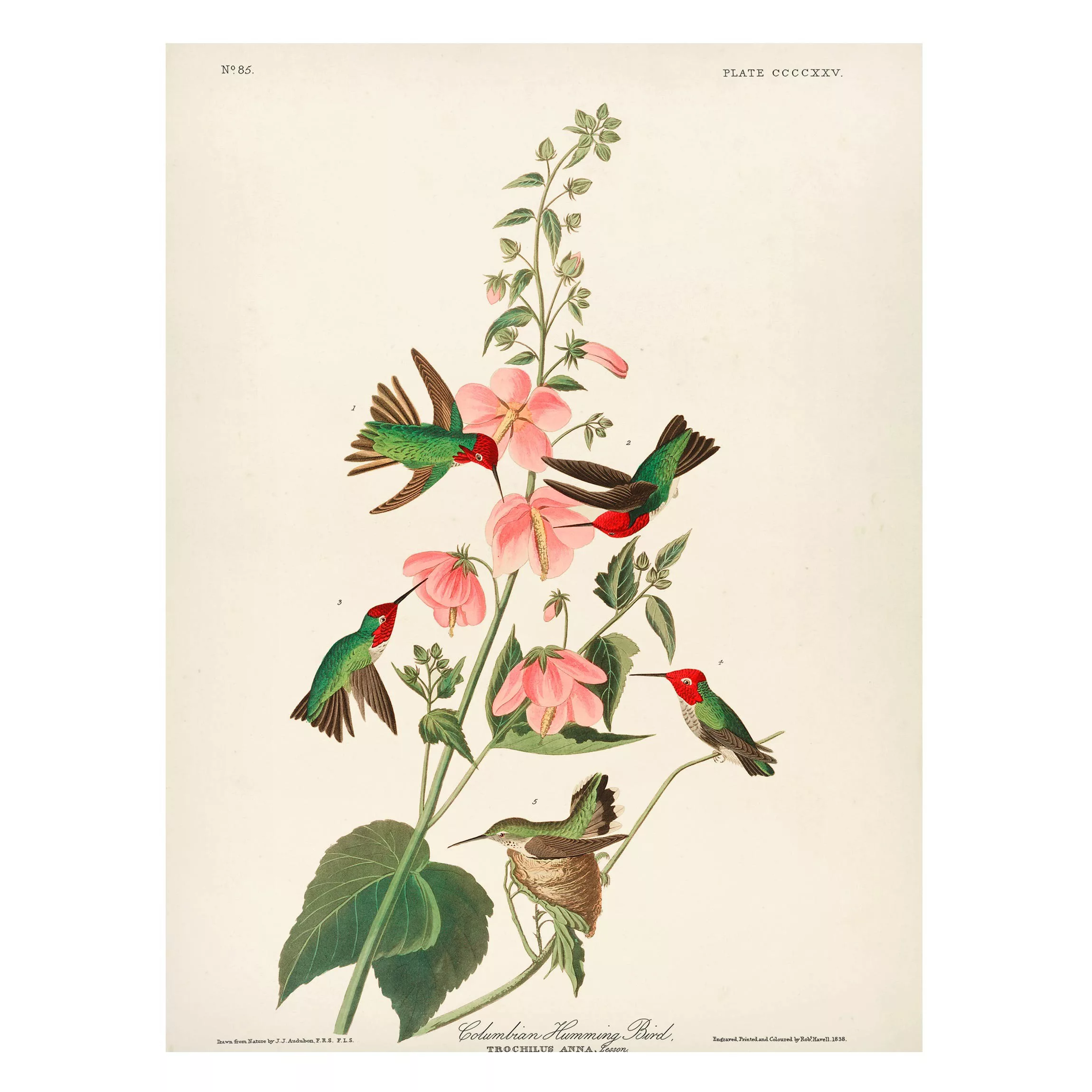 Magnettafel Blumen - Hochformat 3:4 Vintage Lehrtafel Kolumbianische Kolibr günstig online kaufen