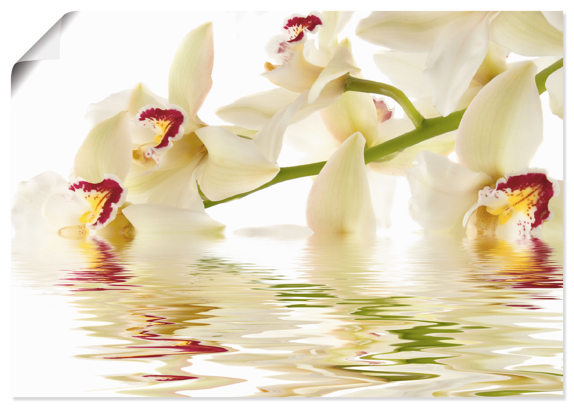 Artland Wandbild "Weiße Orchidee mit Wasserreflektion", Blumen, (1 St.), al günstig online kaufen