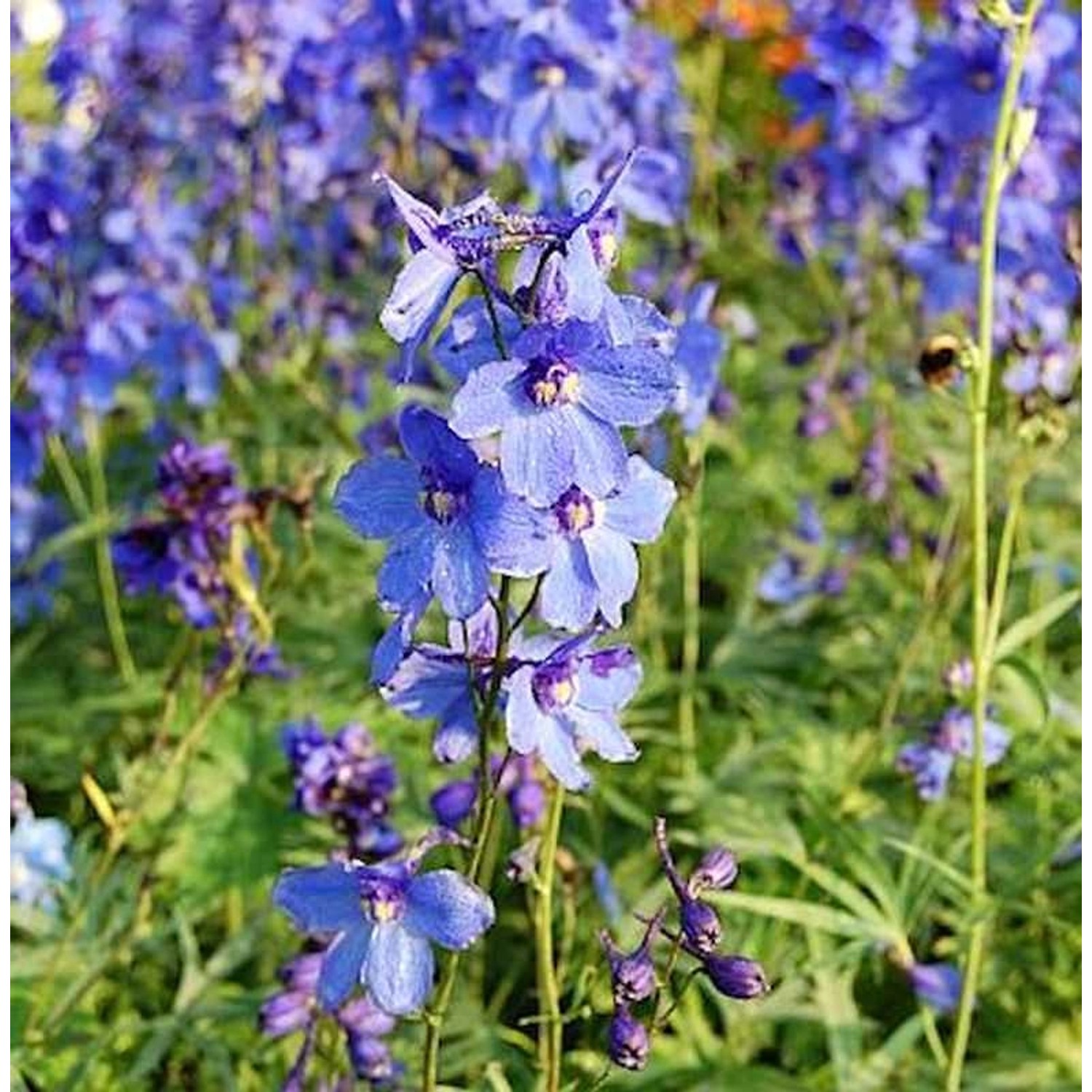 Rittersporn Bellamosum - Delphinium belladonna günstig online kaufen