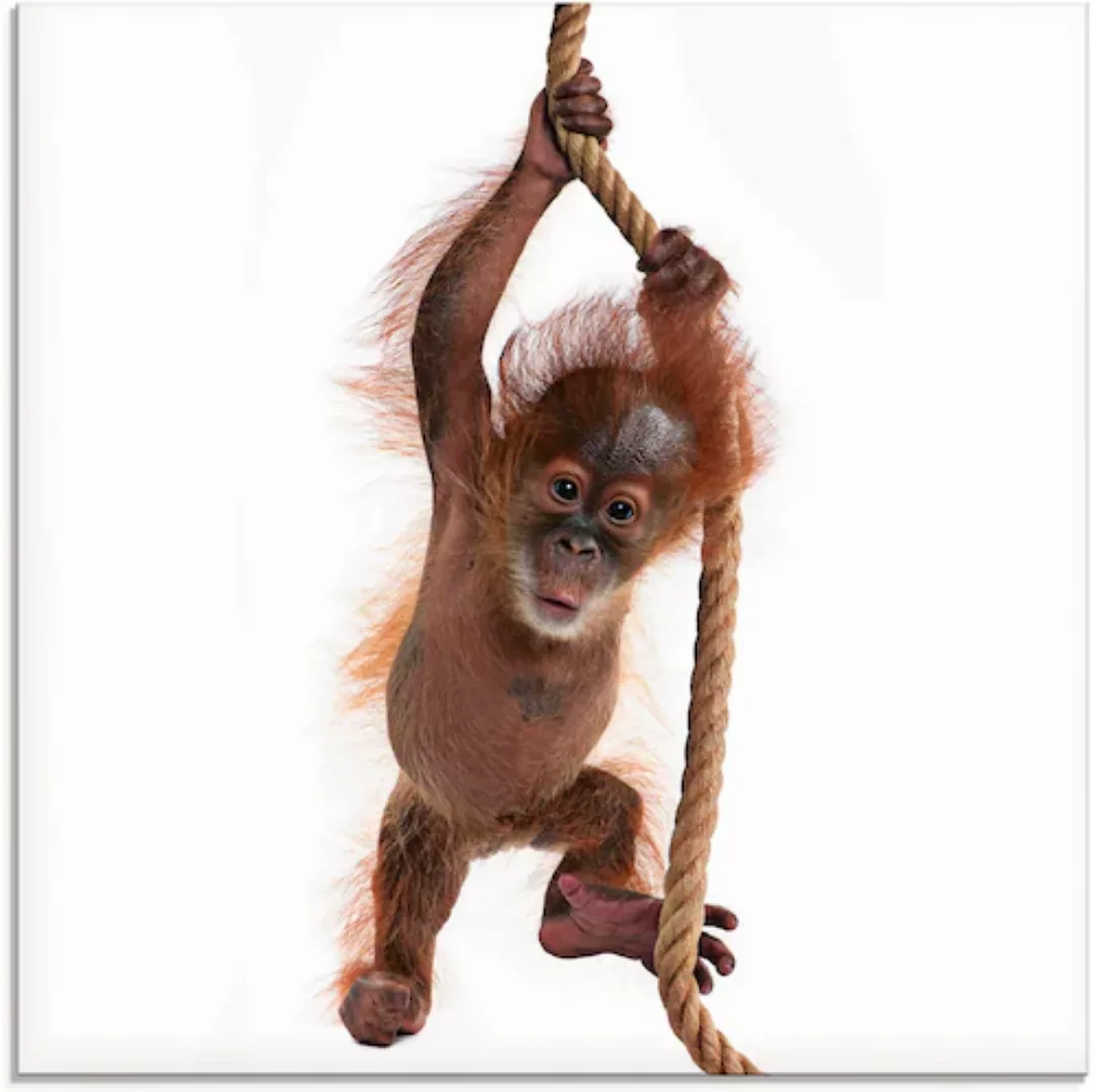 Artland Glasbild "Baby Orang Utan hängt am Seil I", Wildtiere, (1 St.), in günstig online kaufen
