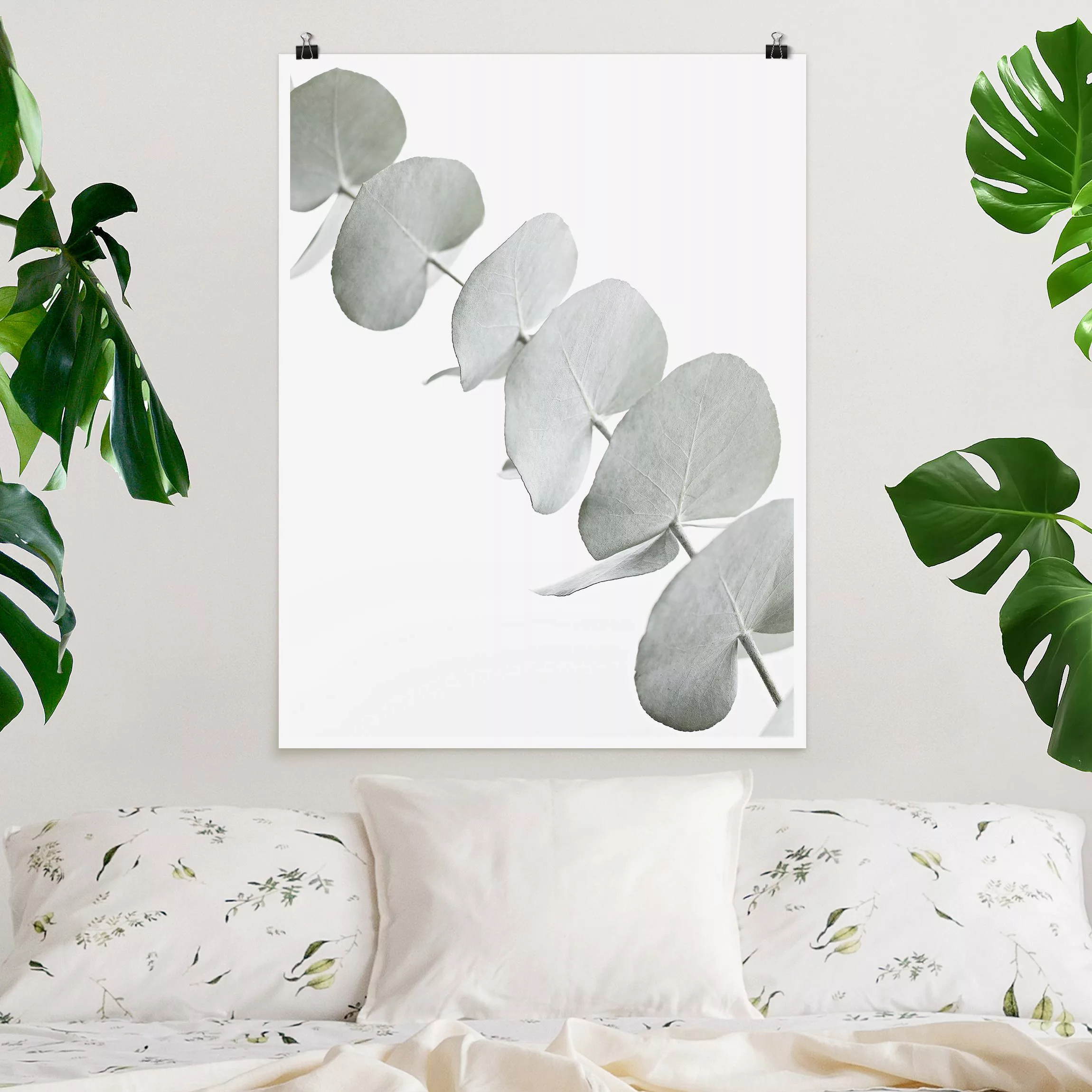 Poster Eukalyptuszweig im Weißen Licht günstig online kaufen