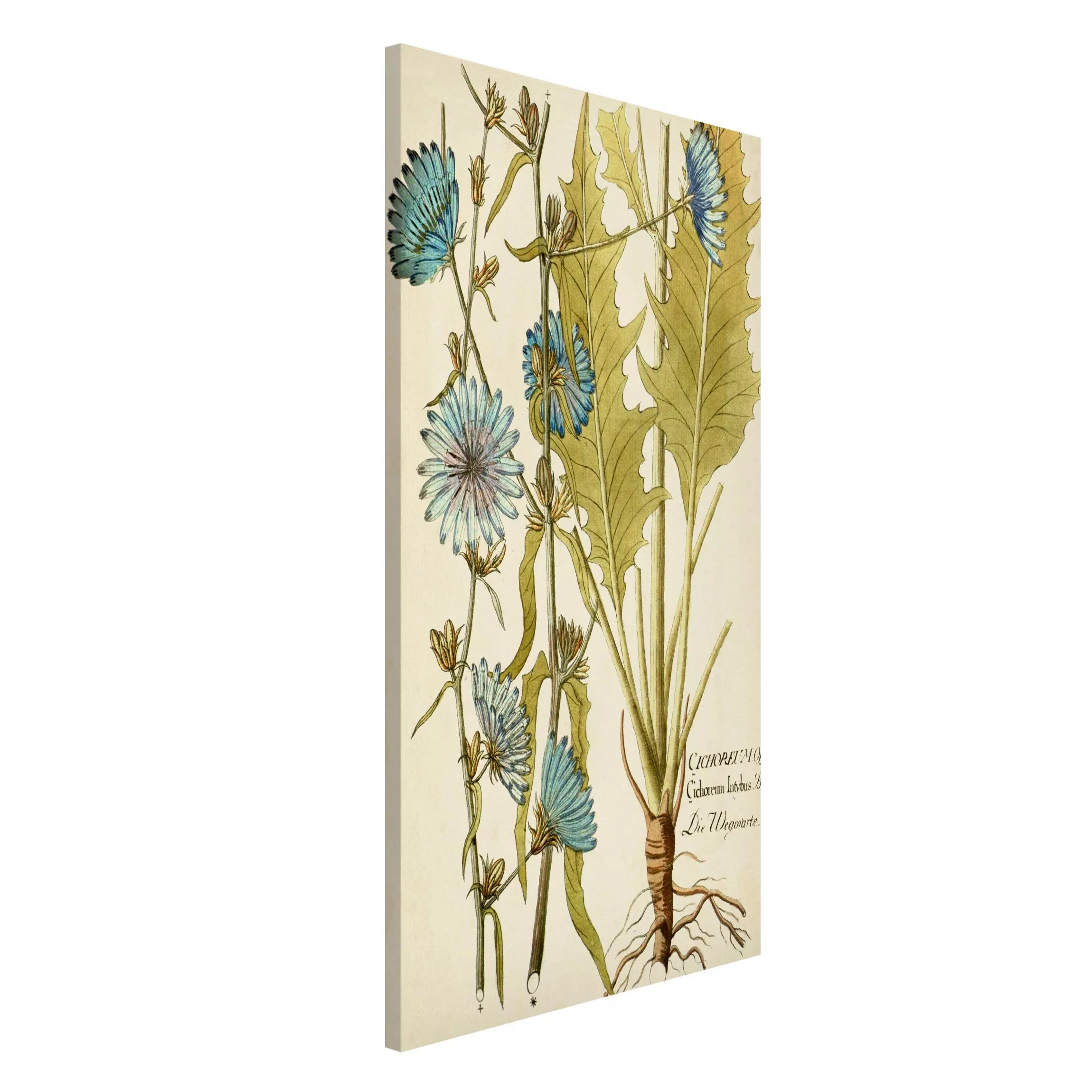 Magnettafel Blumen - Hochformat 3:4 Vintage Botanik in Blau Wegwarte günstig online kaufen