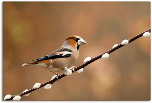 Artland Leinwandbild »Kernbeißer«, Vogelbilder, (1 St.), auf Keilrahmen ges günstig online kaufen