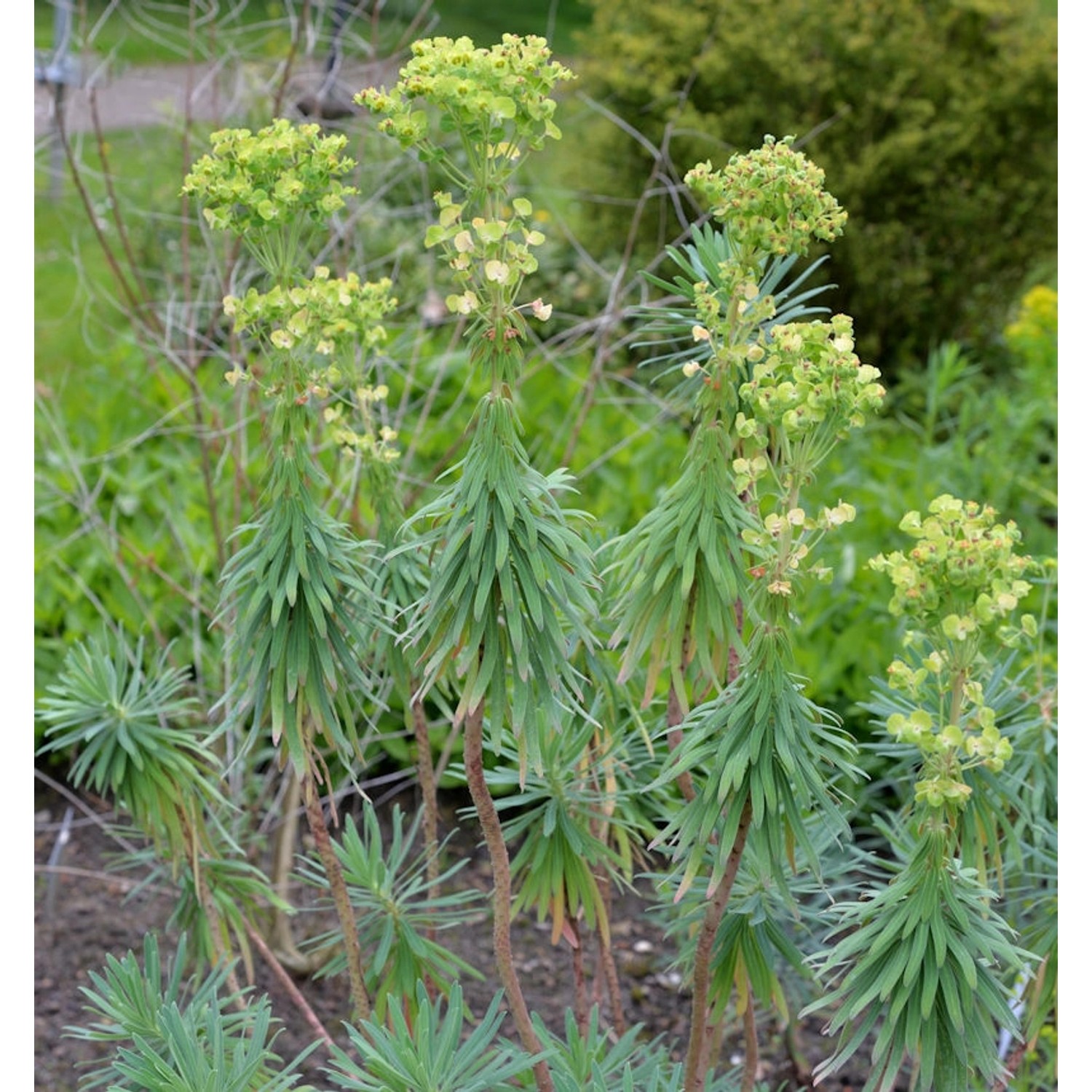 Garten-Wolfsmilch - Euphorbia characias günstig online kaufen