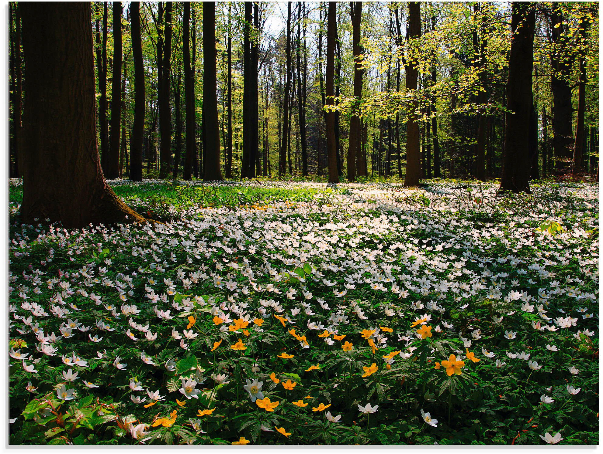 Artland Glasbild "Frühlingswald bedeckt mit Windröschen", Wald, (1 St.), in günstig online kaufen