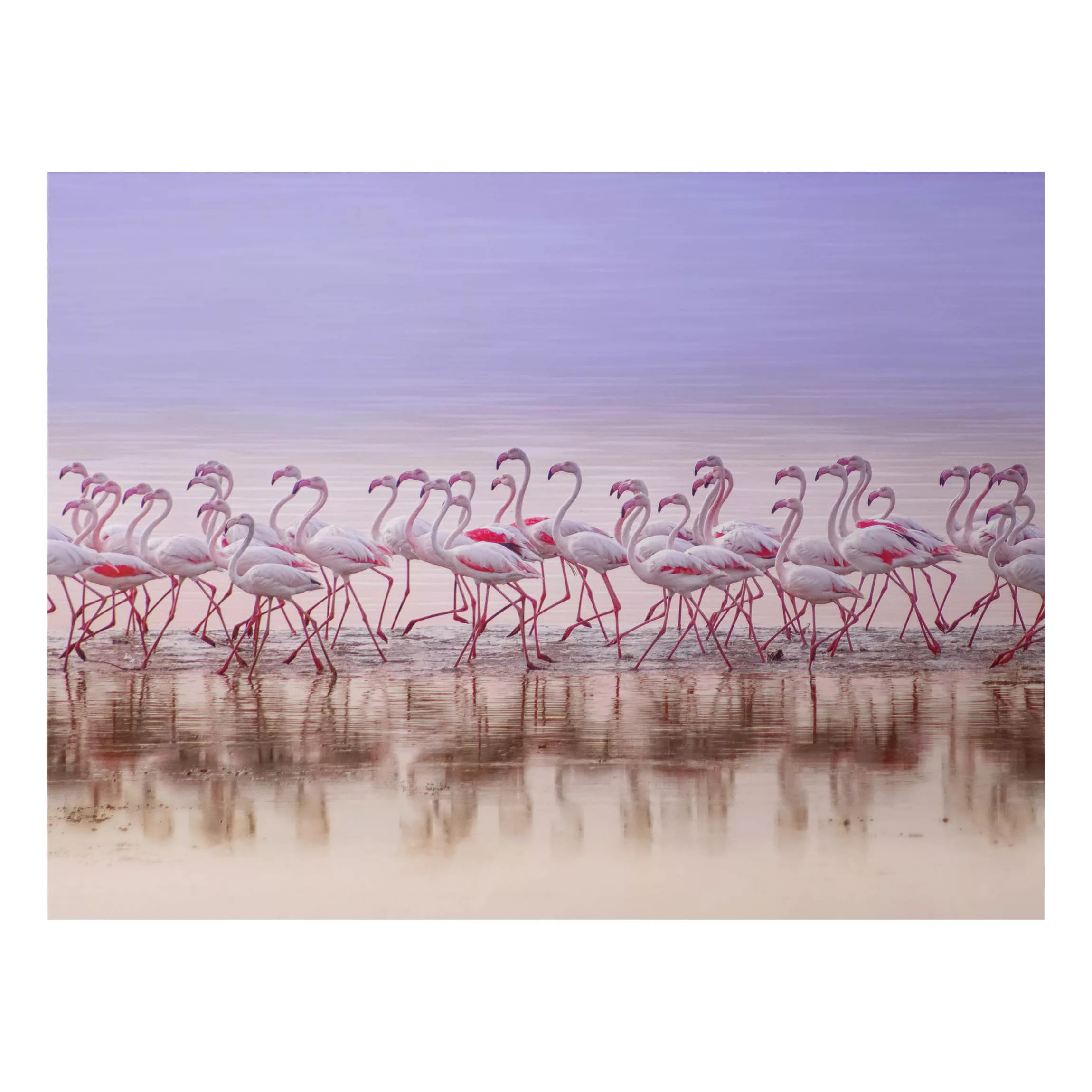 Alu-Dibond Bild Tiere - Querformat 4:3 Flamingo Party günstig online kaufen